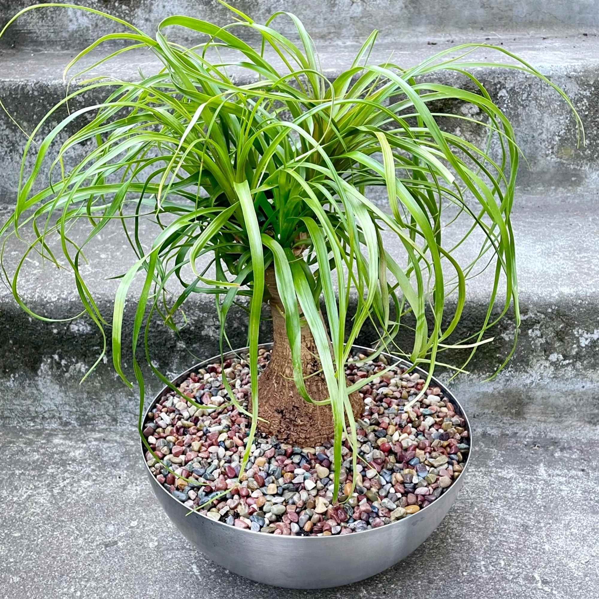 Potted ponytail palm with long arching leaves in a shallow metal planter