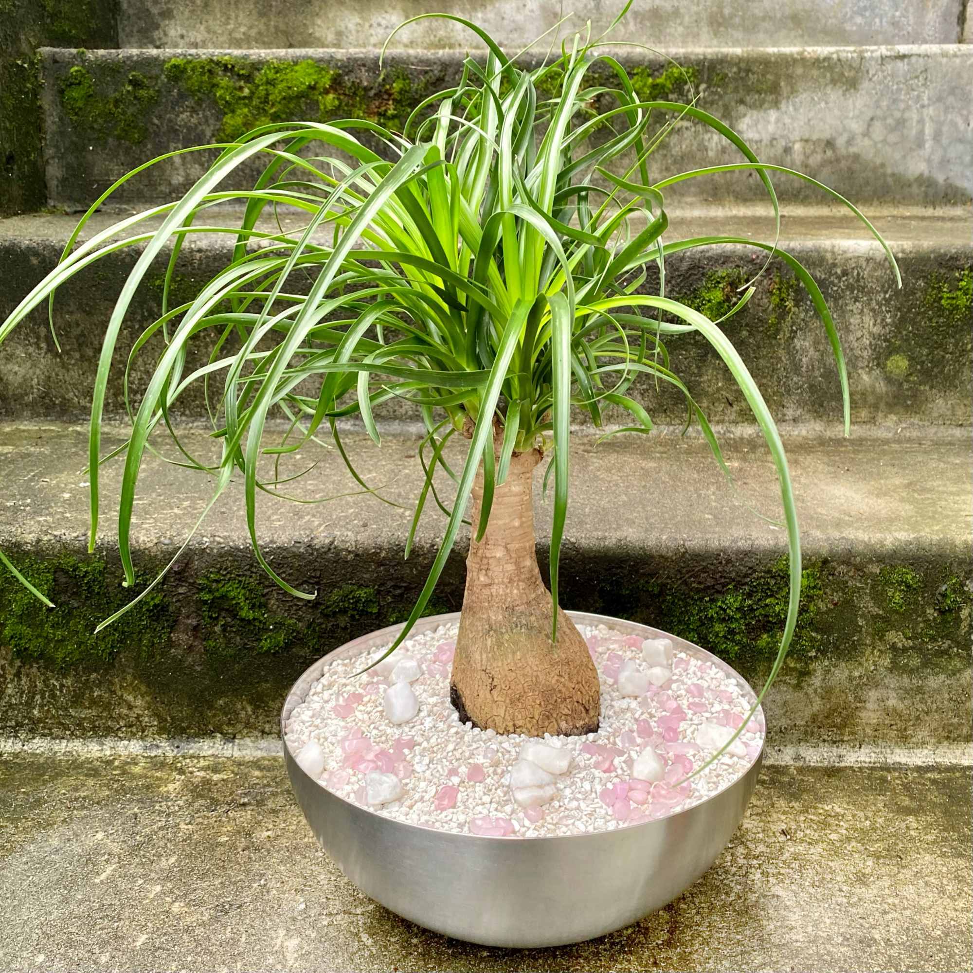 Potted ponytail palm in a round metal planter with pink and white stones