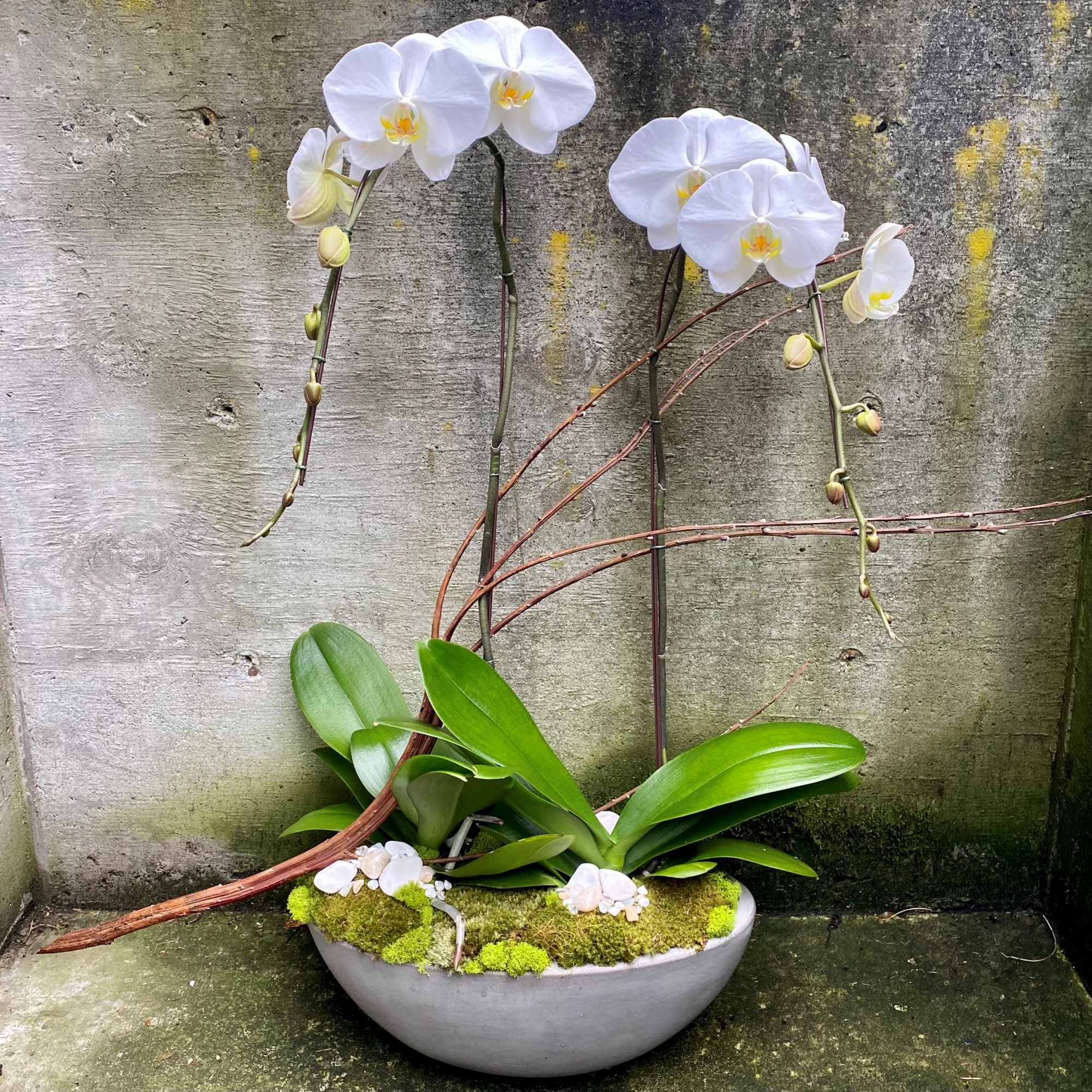White orchid plant with arching stems in a low gray bowl planter topped with moss.