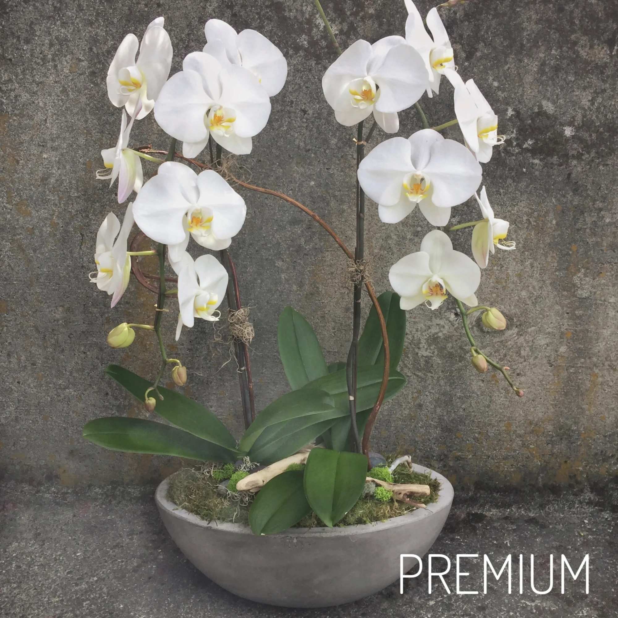 White phalaenopsis orchid plant in a low gray bowl planter