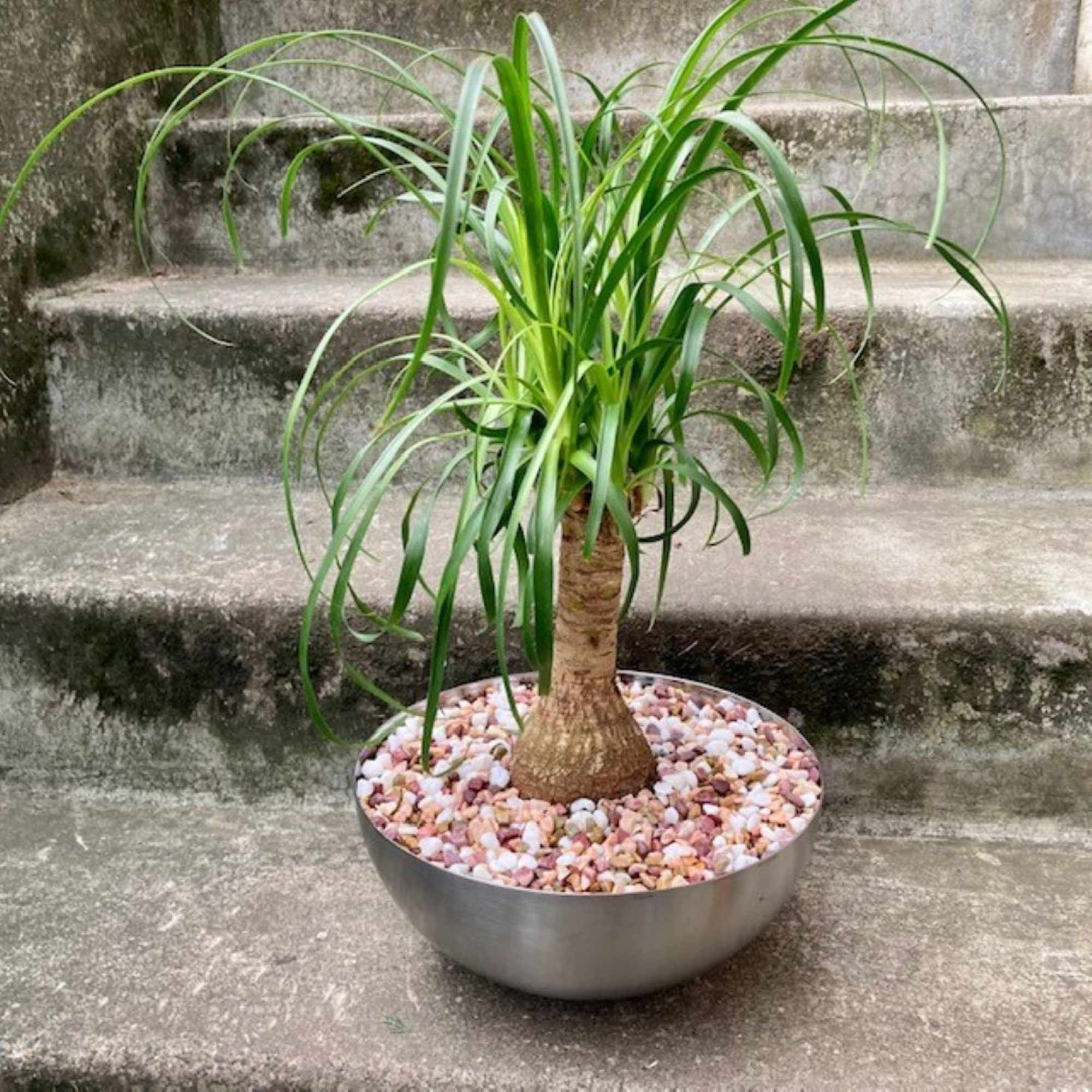 Potted ponytail palm in a shallow metal planter with pink pebbles
