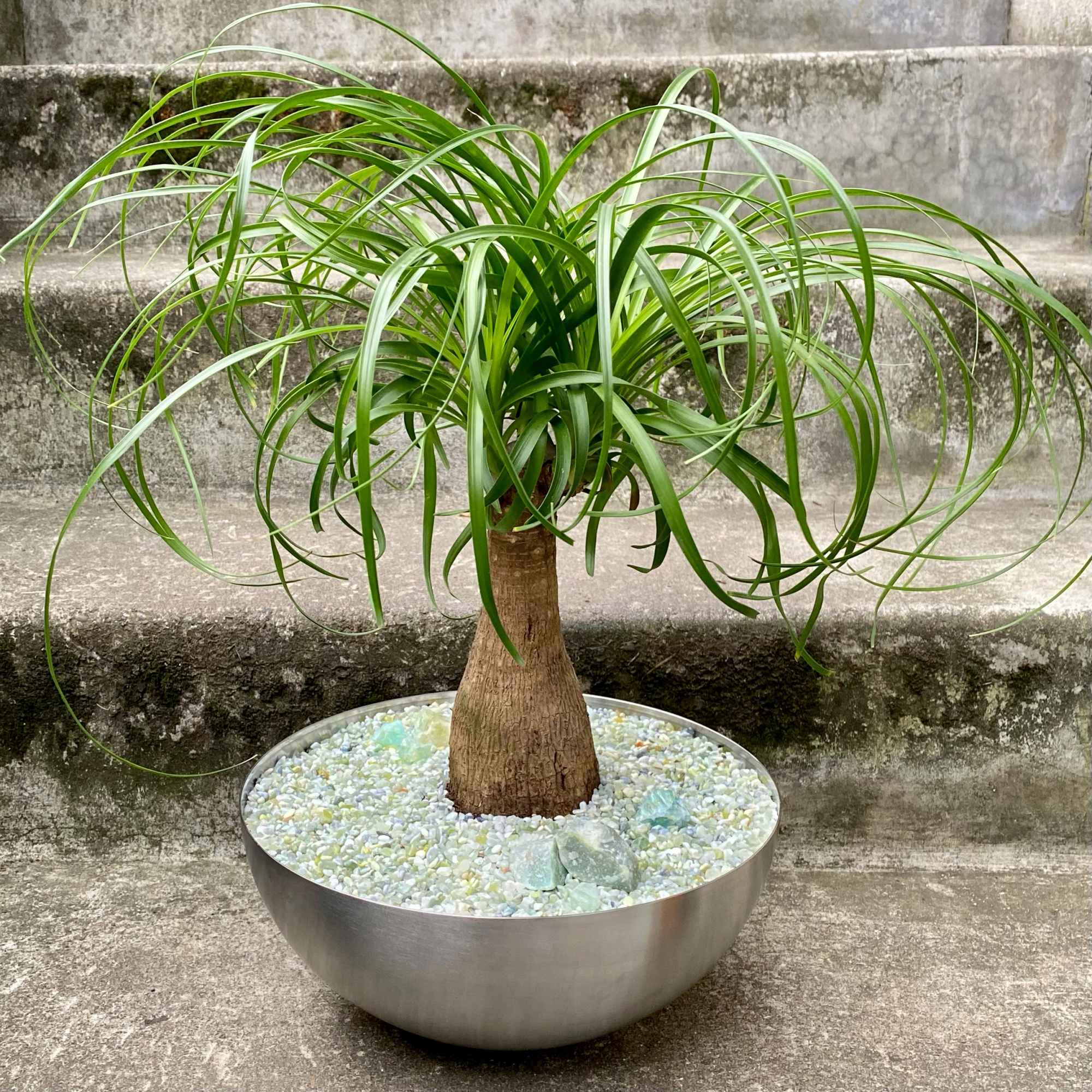 Potted ponytail palm in a round metal planter