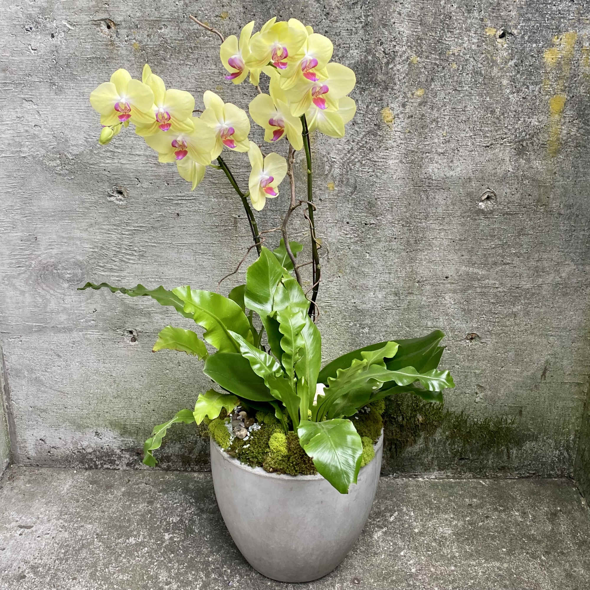 A beautiful double stem Phalaenopsis orchid plant filled with colorful blooms. Each
