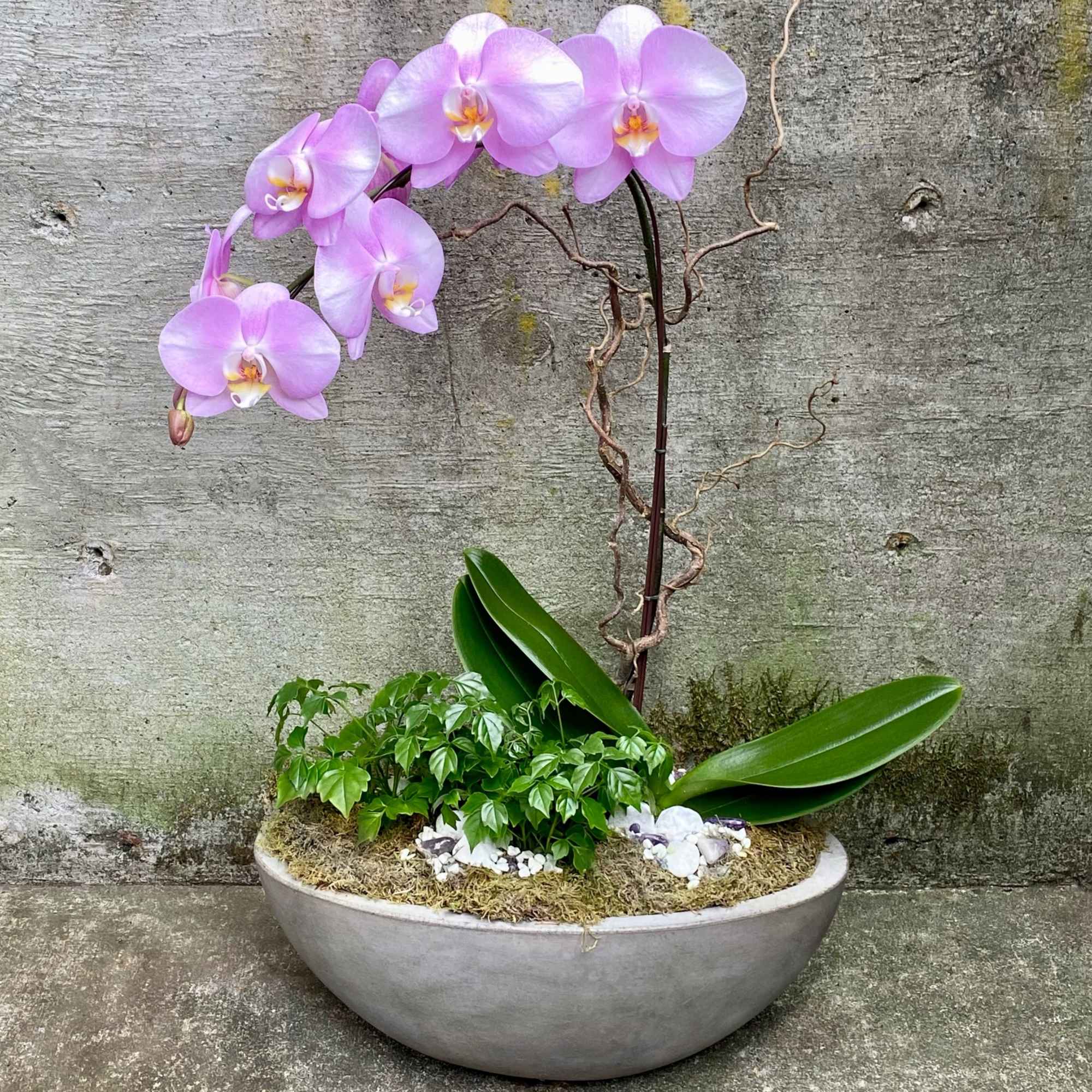 Pink orchid plant with a small green plant in a low gray bowl planter.