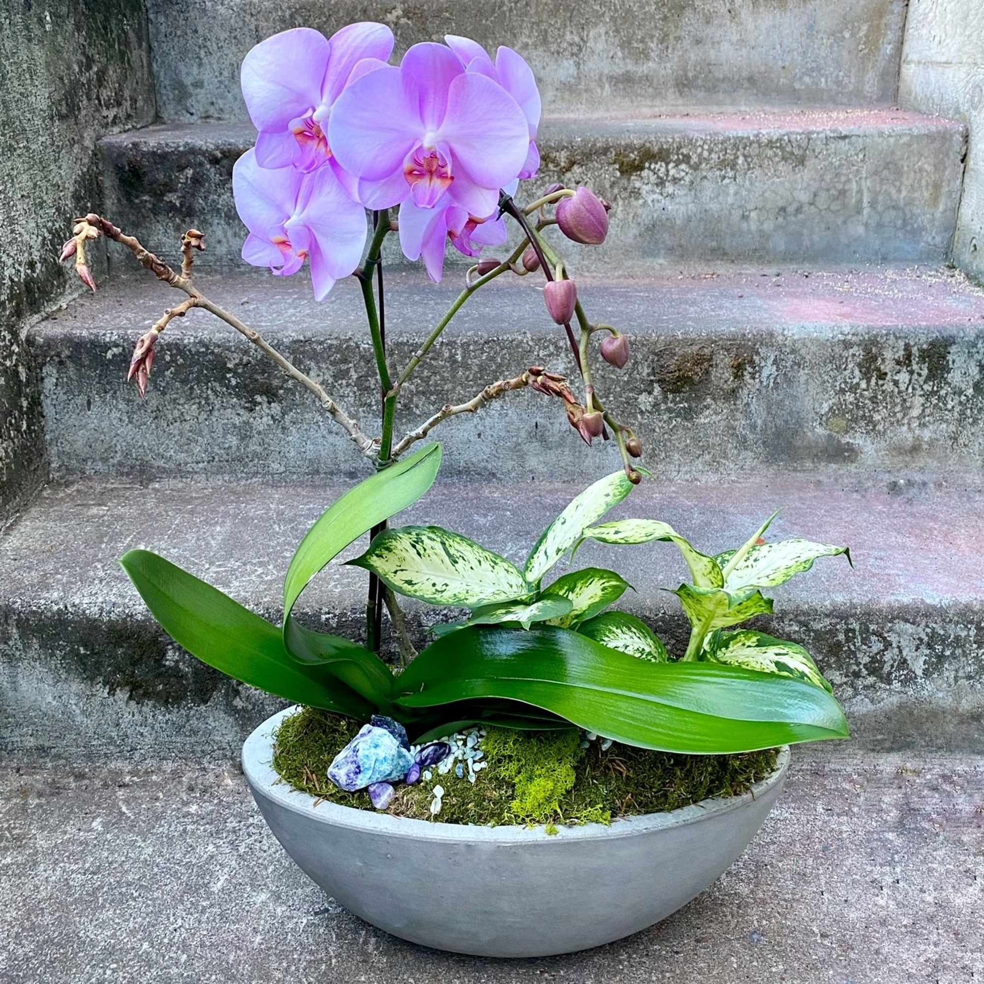Lavender orchid and variegated foliage plants in a low gray bowl planter