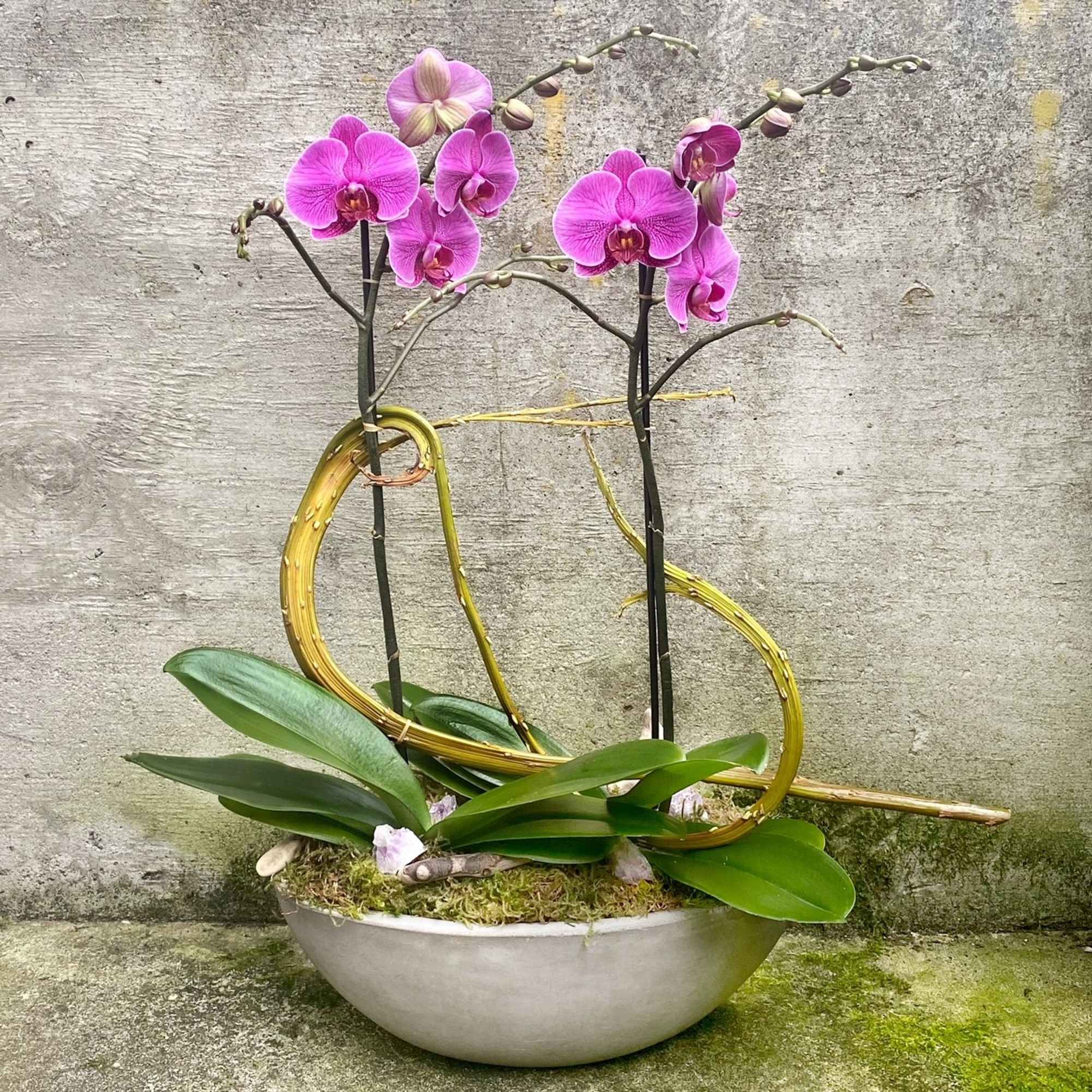 Potted pink phalaenopsis orchids with curved decorative cane in a white bowl planter