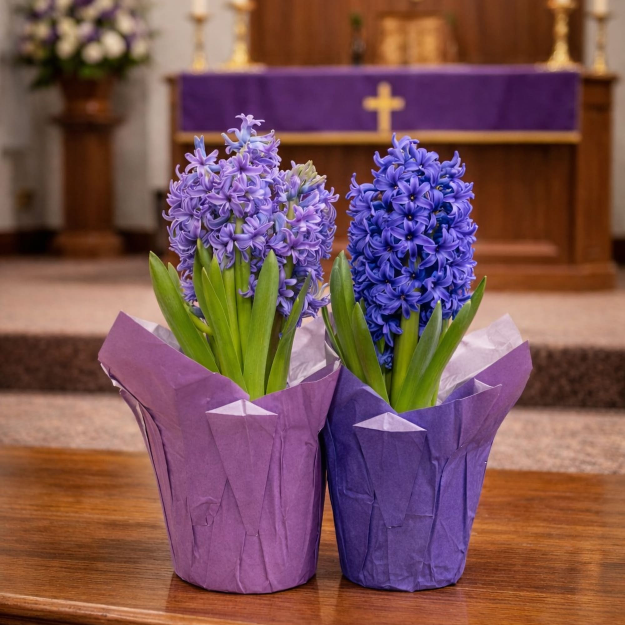 Two purple and blue hyacinth plants in purple paper-wrapped pots on a wooden surface.