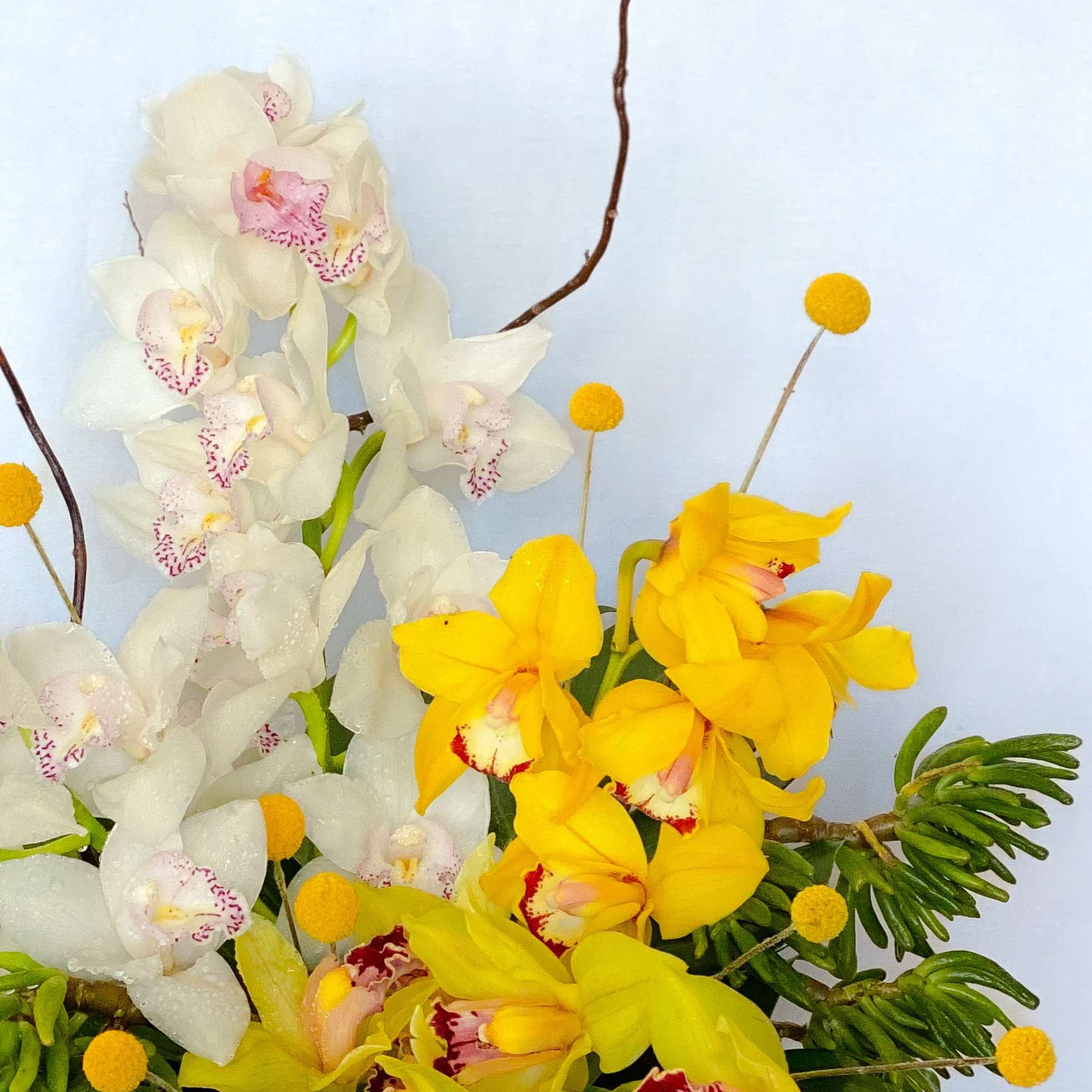 White and yellow orchid arrangement with round yellow accents