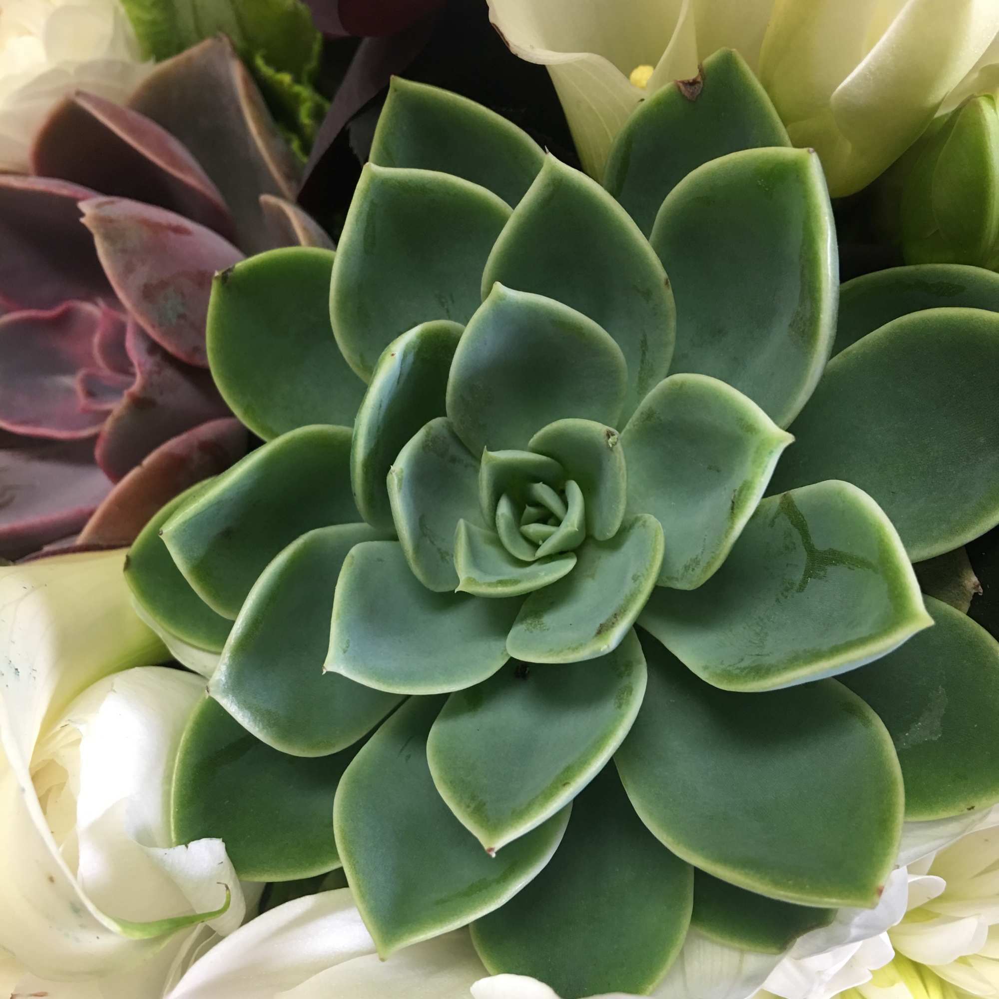 Close-up of a succulent arrangement with white flowers around it