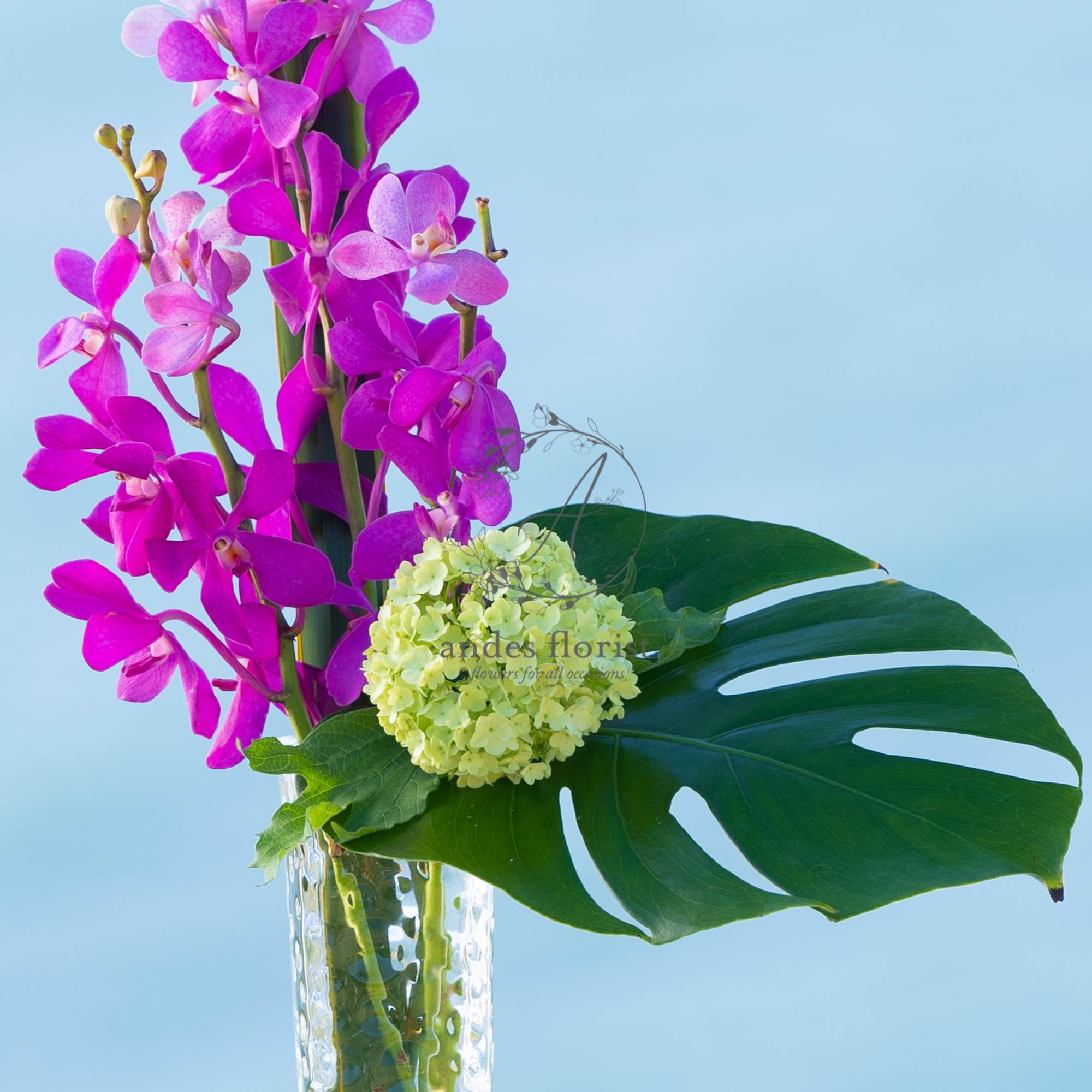 Pink orchids in a clear glass vase with a green leaf and pale hydrangea bloom