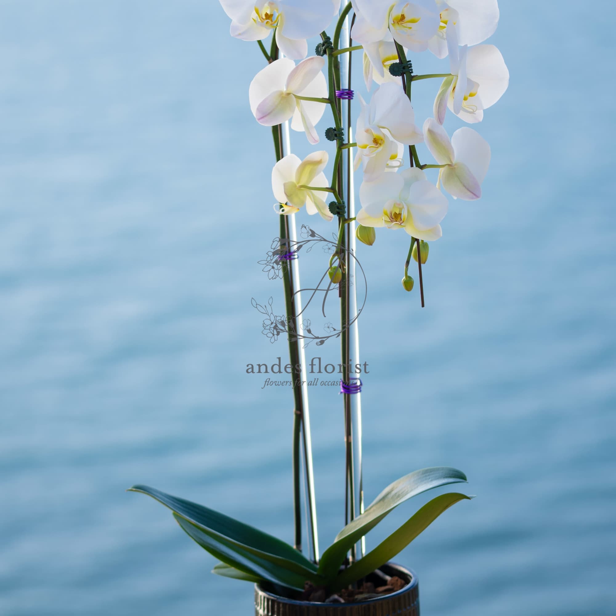 White orchid plant in a black ribbed pot