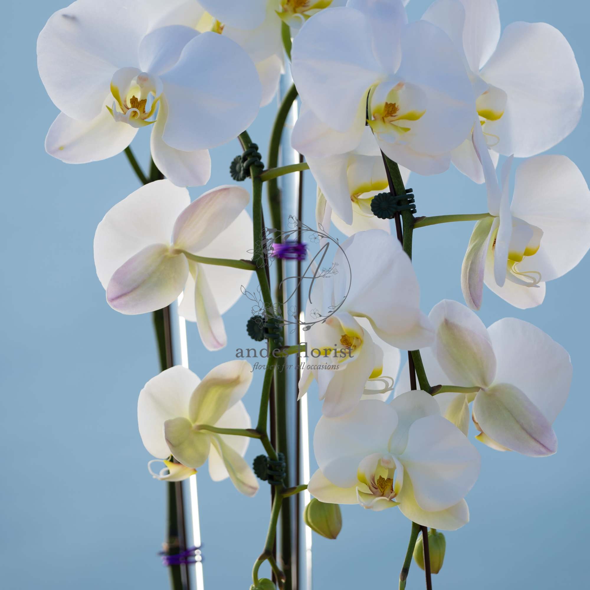 White orchid stems against a blue background