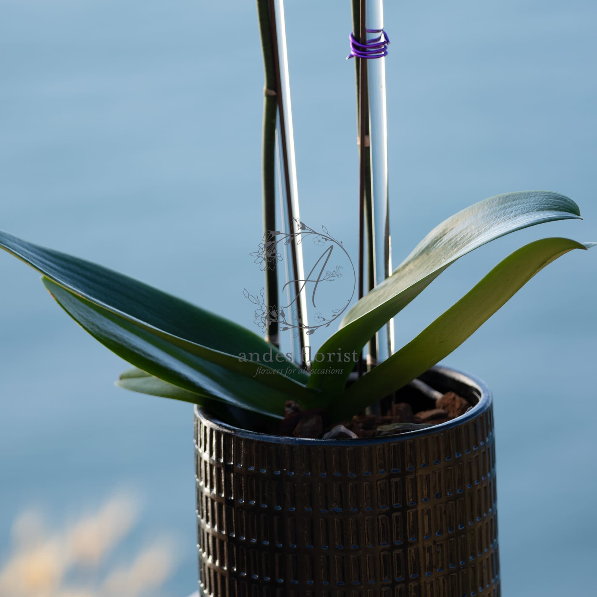 Potted orchid plant in a textured black container