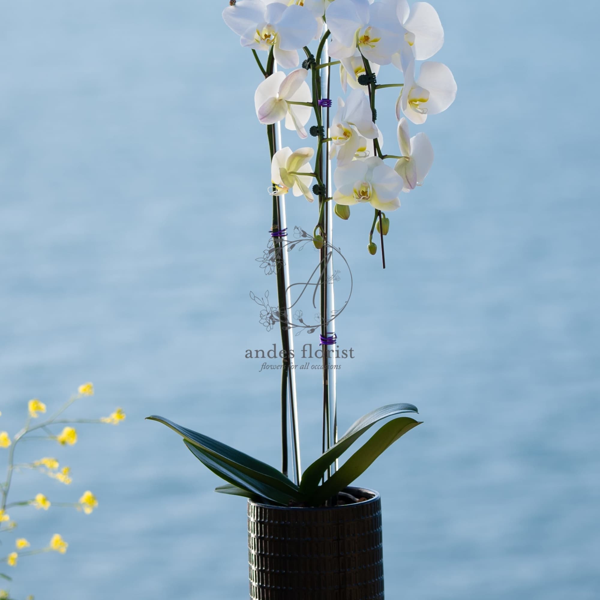 White orchid stems in a black ribbed pot on a clear stand