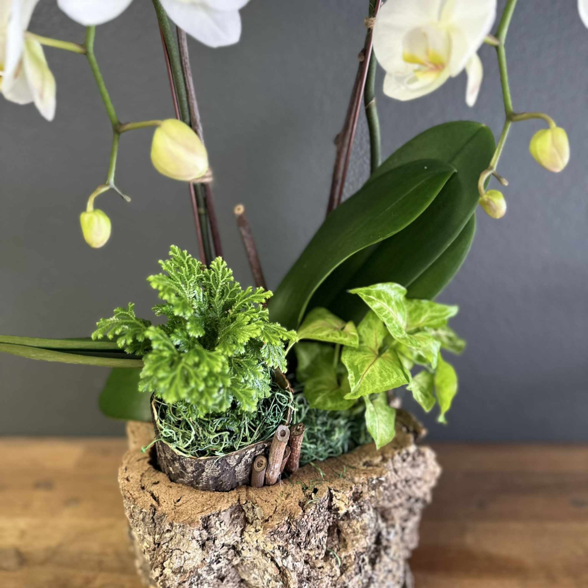 White orchids in a bark planter with green foliage