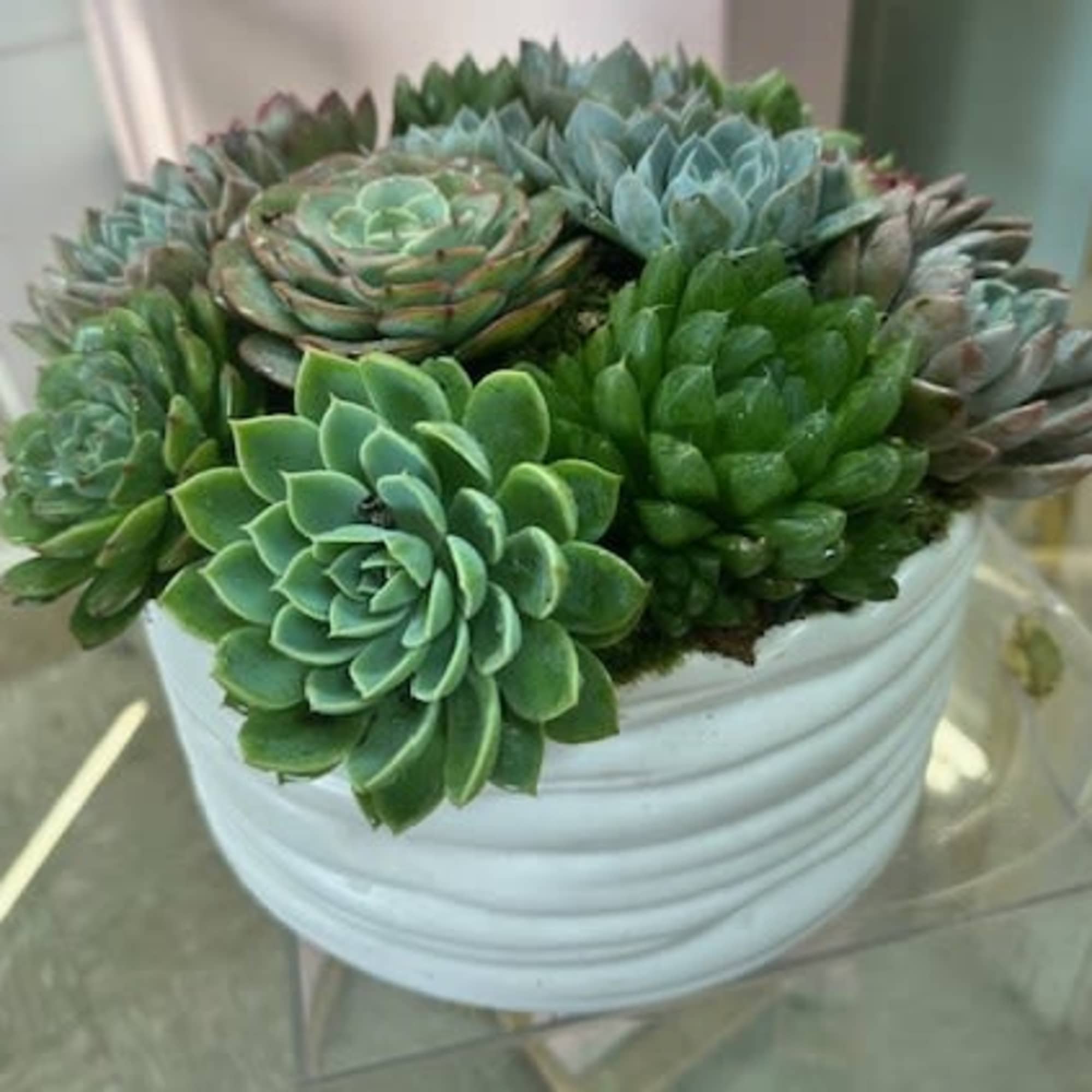 White bowl filled with assorted green succulents