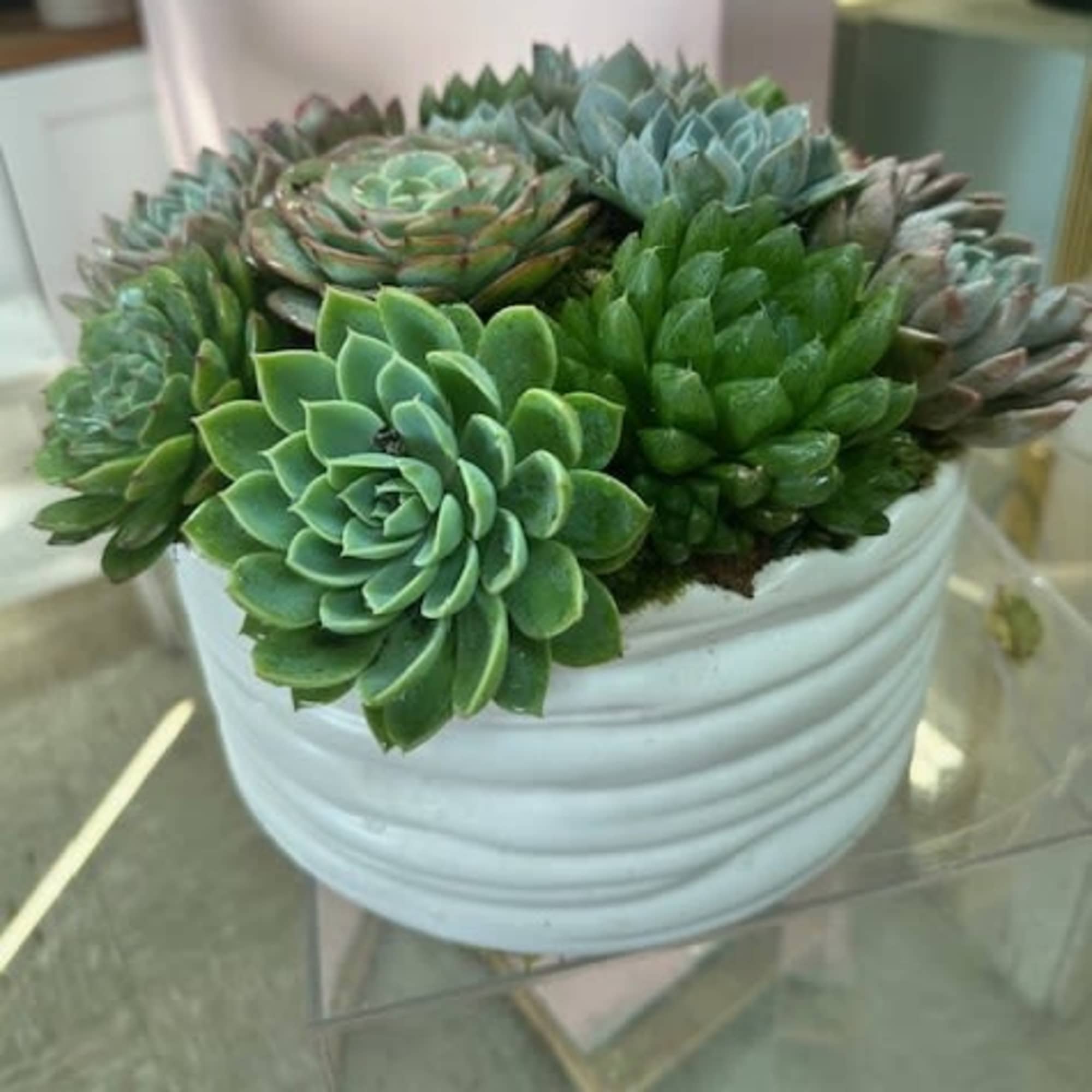 White bowl filled with assorted green succulents, photo 2 of 3