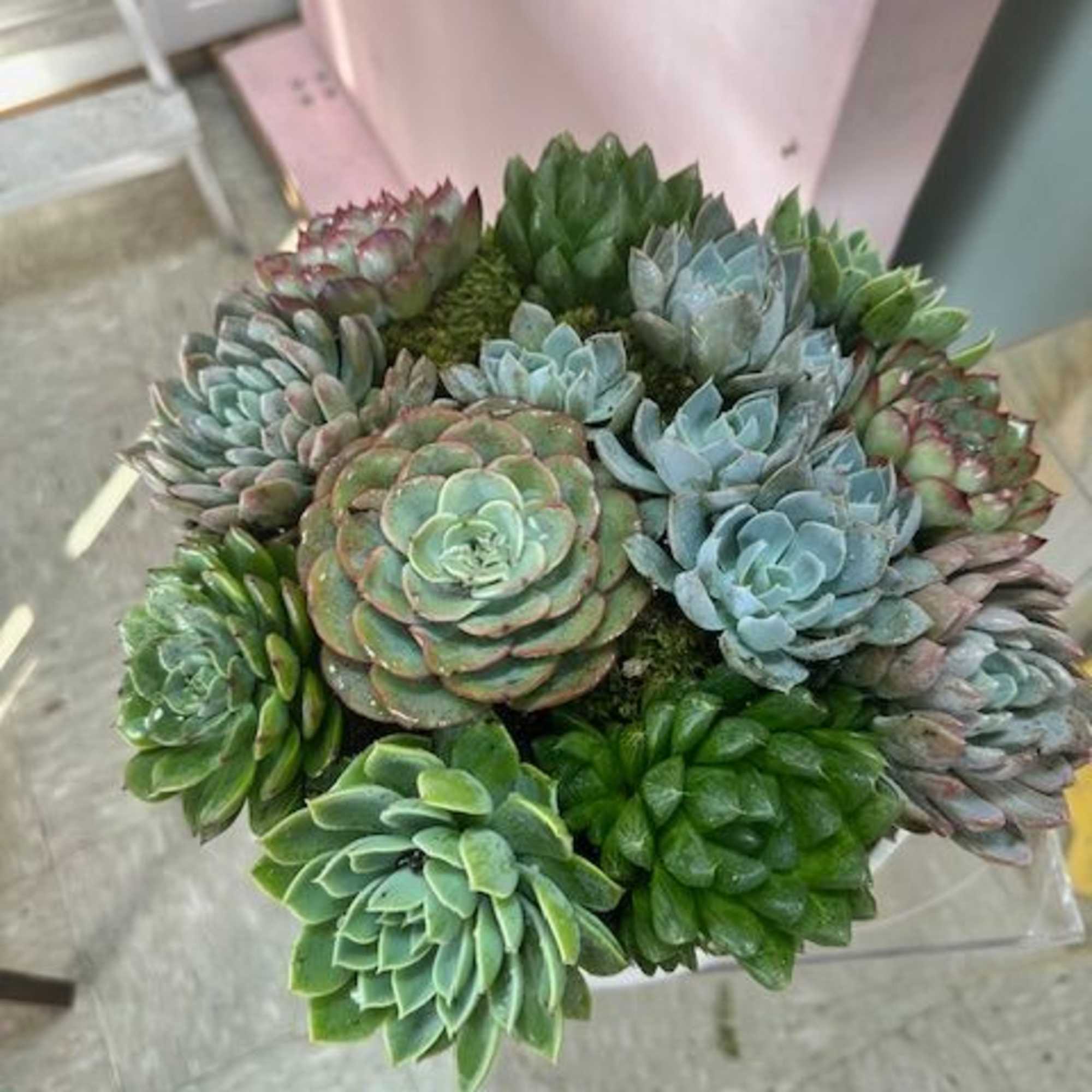 A round arrangement of assorted succulents in green and blue tones.