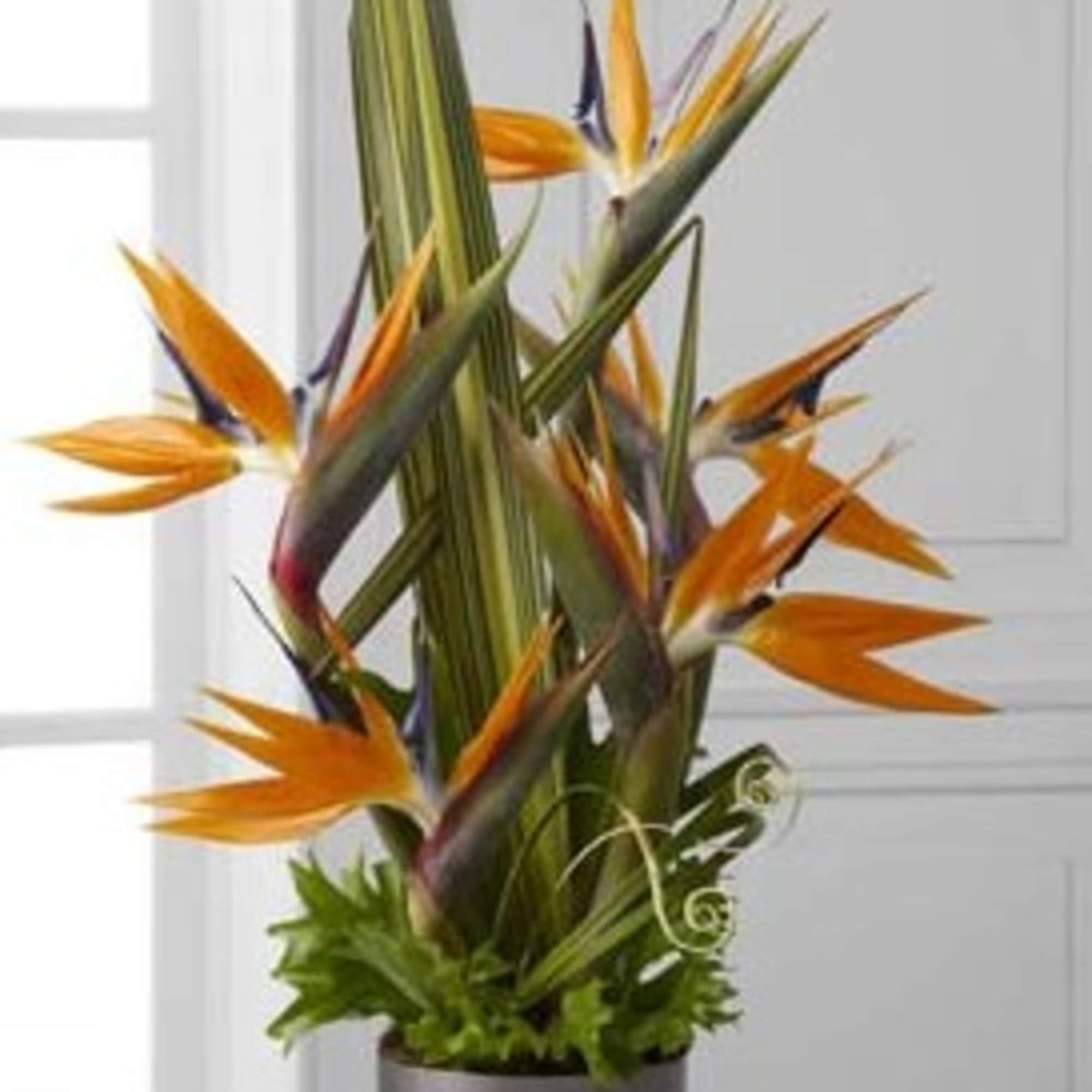 Bird of paradise arrangement in a gray cylindrical vase