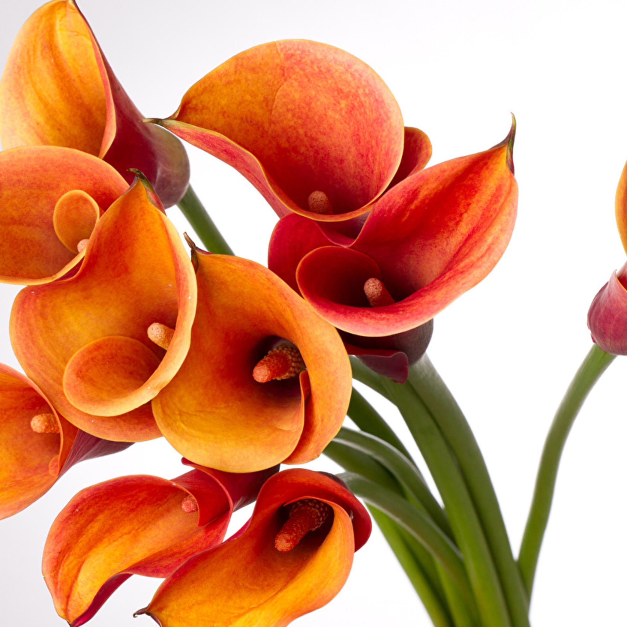 Orange and red calla lilies on long stems against a white background