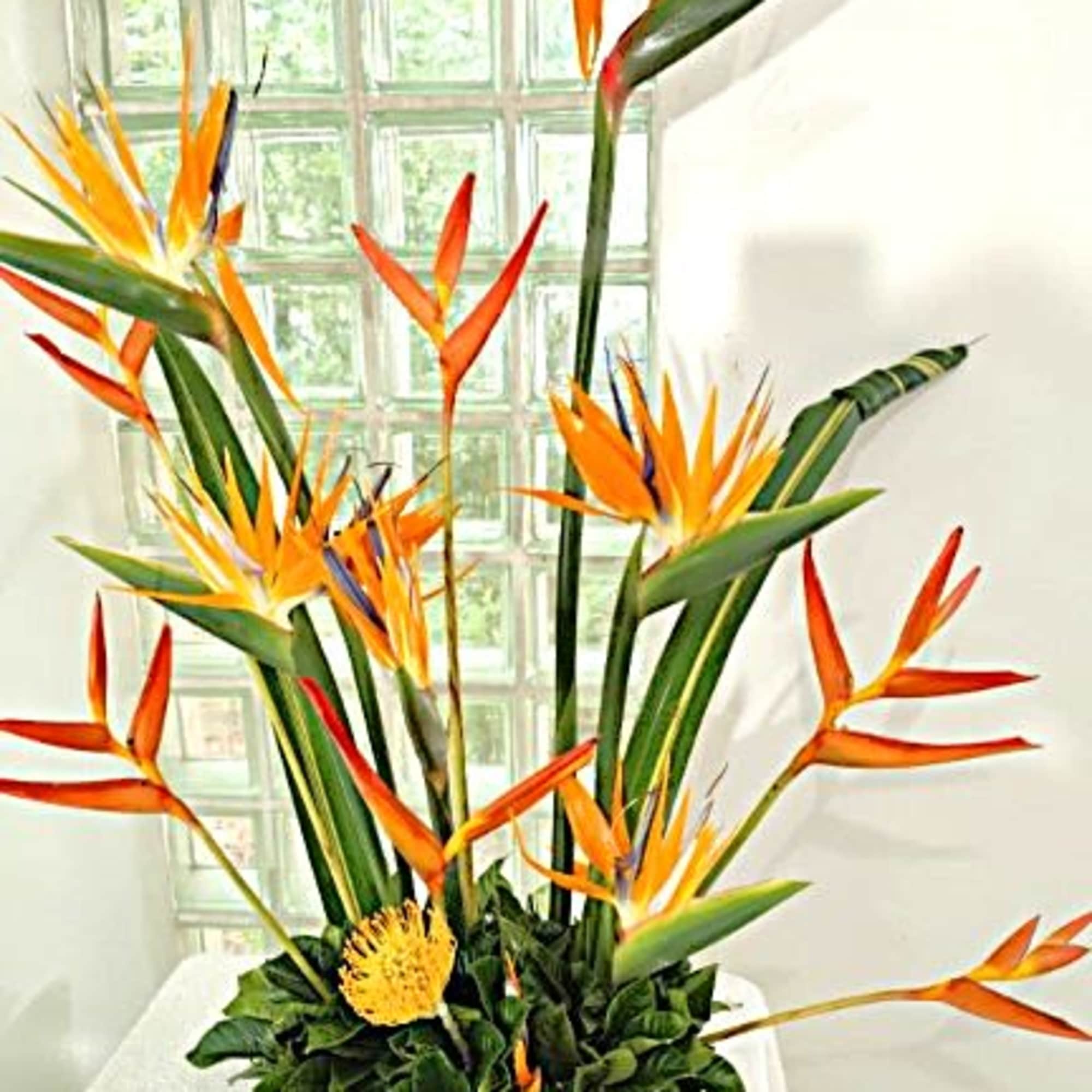 For a taste of the tropics any time of the year! Birds