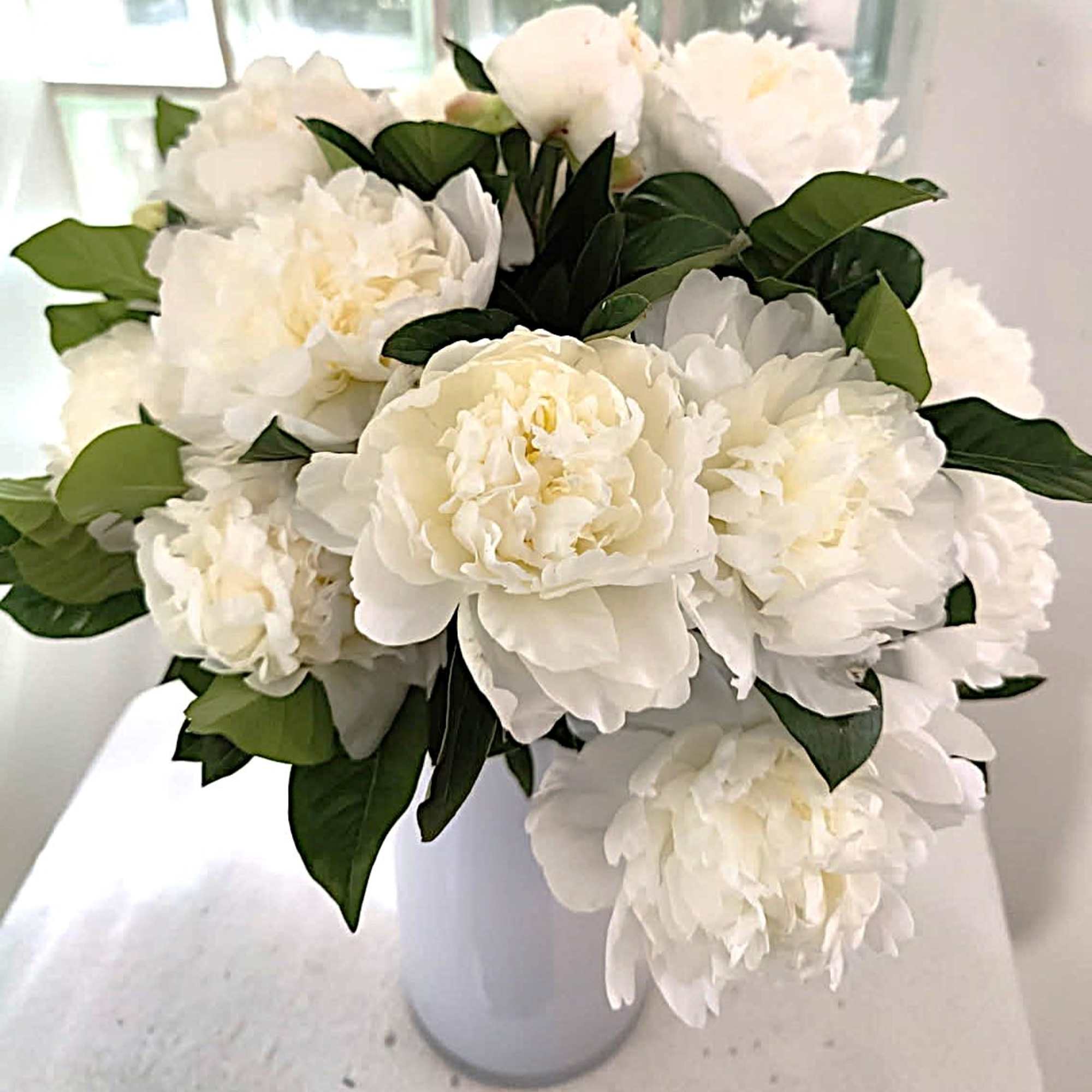 White peonies arranged in a white vase with dark green leaves.