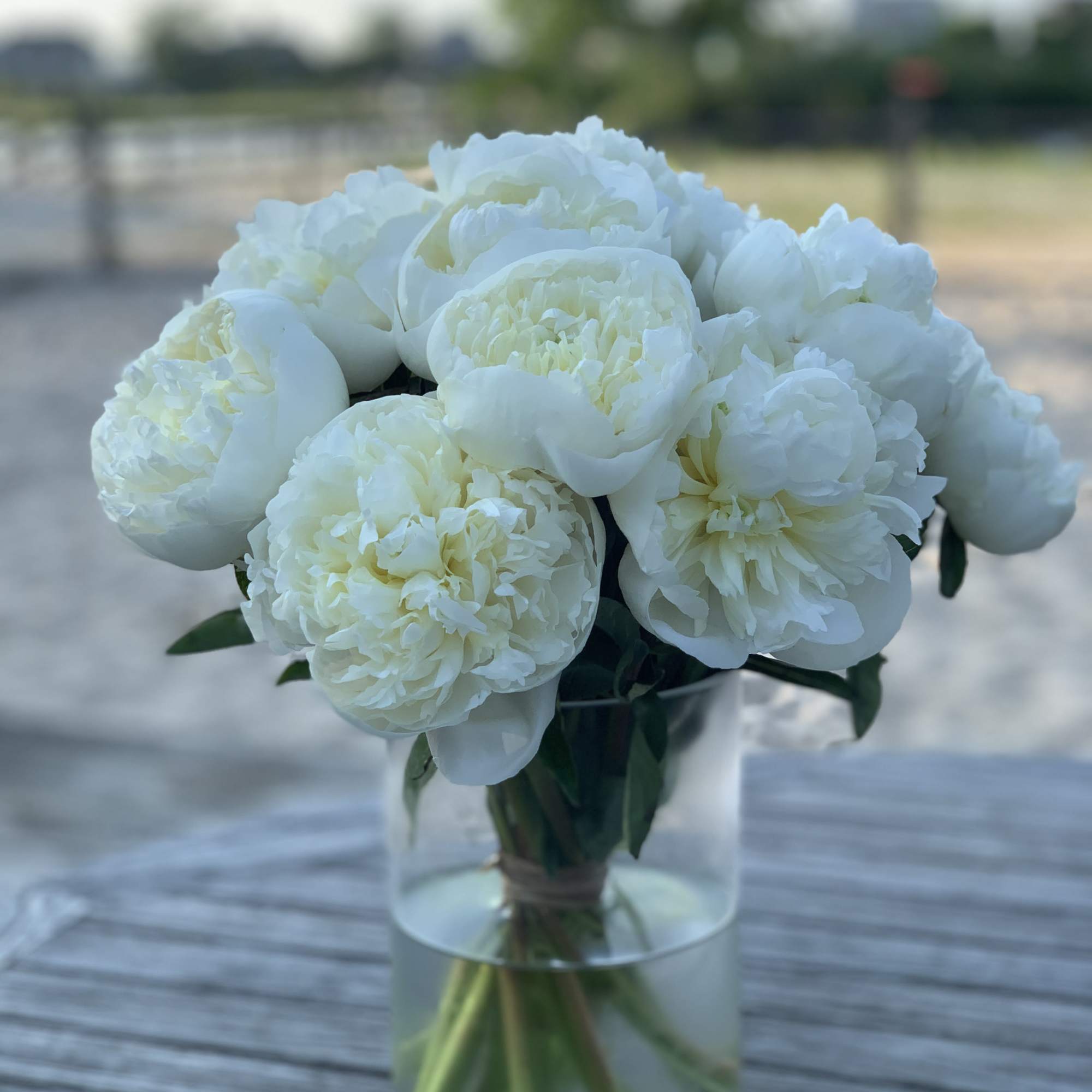 Possibly the most beautiful and fragrant peony arrangement you will ever get