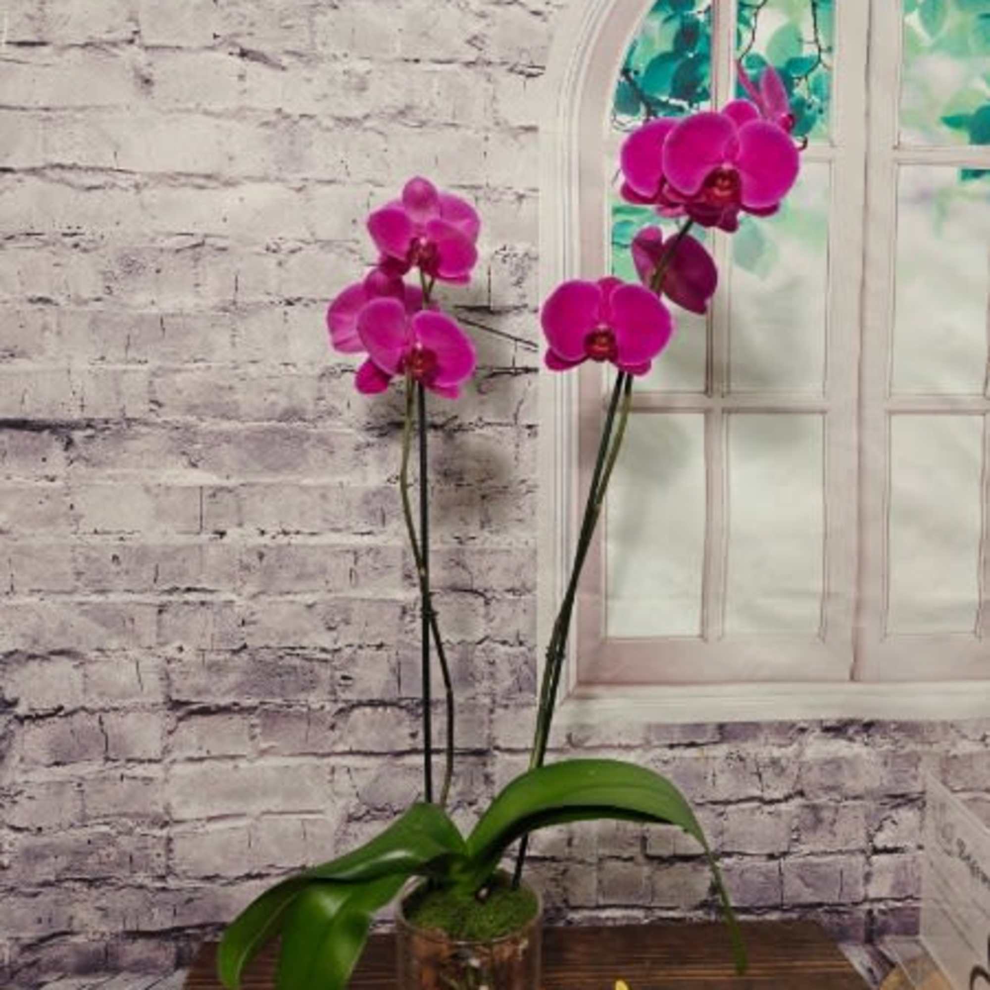 Potted pink orchid with broad green leaves in a glass container