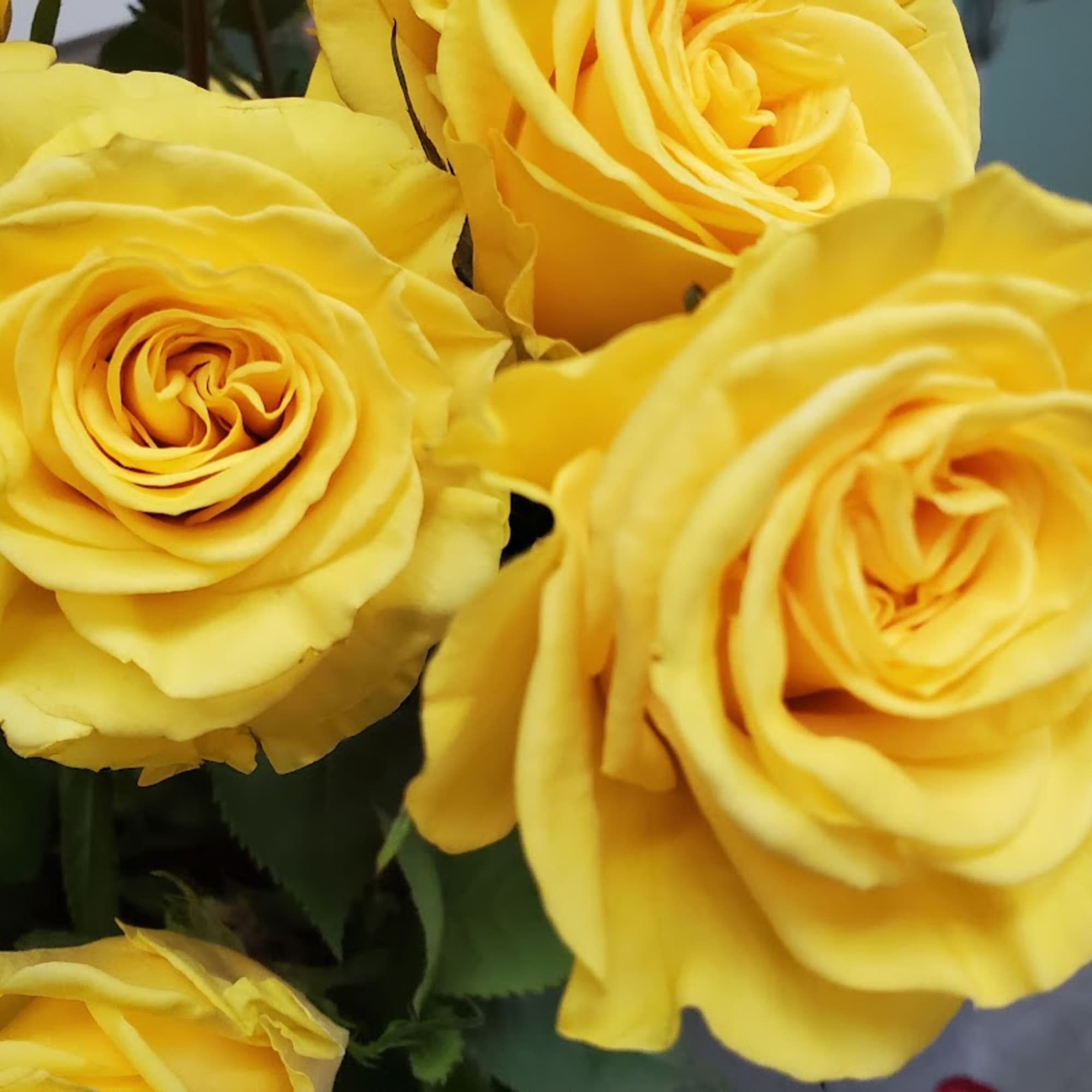 Red! White! Pink! Hot Pink! Yellow! Lavender! Orange! Bi-Colors! Roses come in, photo 6 of 6