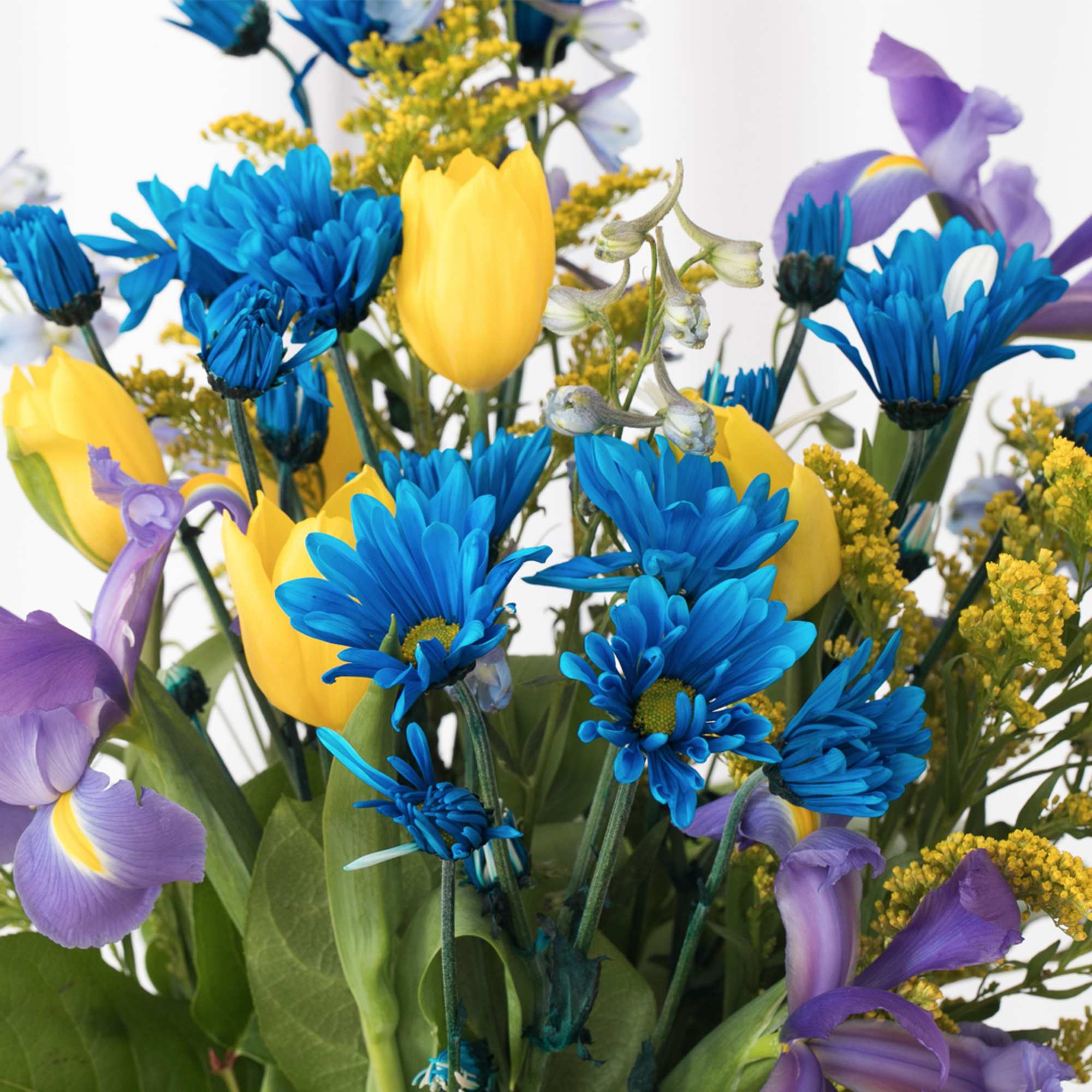 Bouquet of bright blue chrysanthemums, yellow tulips, and purple irises.