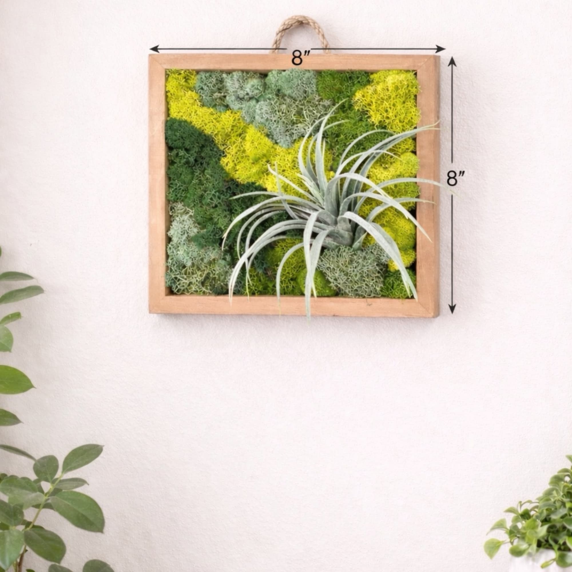 Framed wall planter with moss and a small air plant