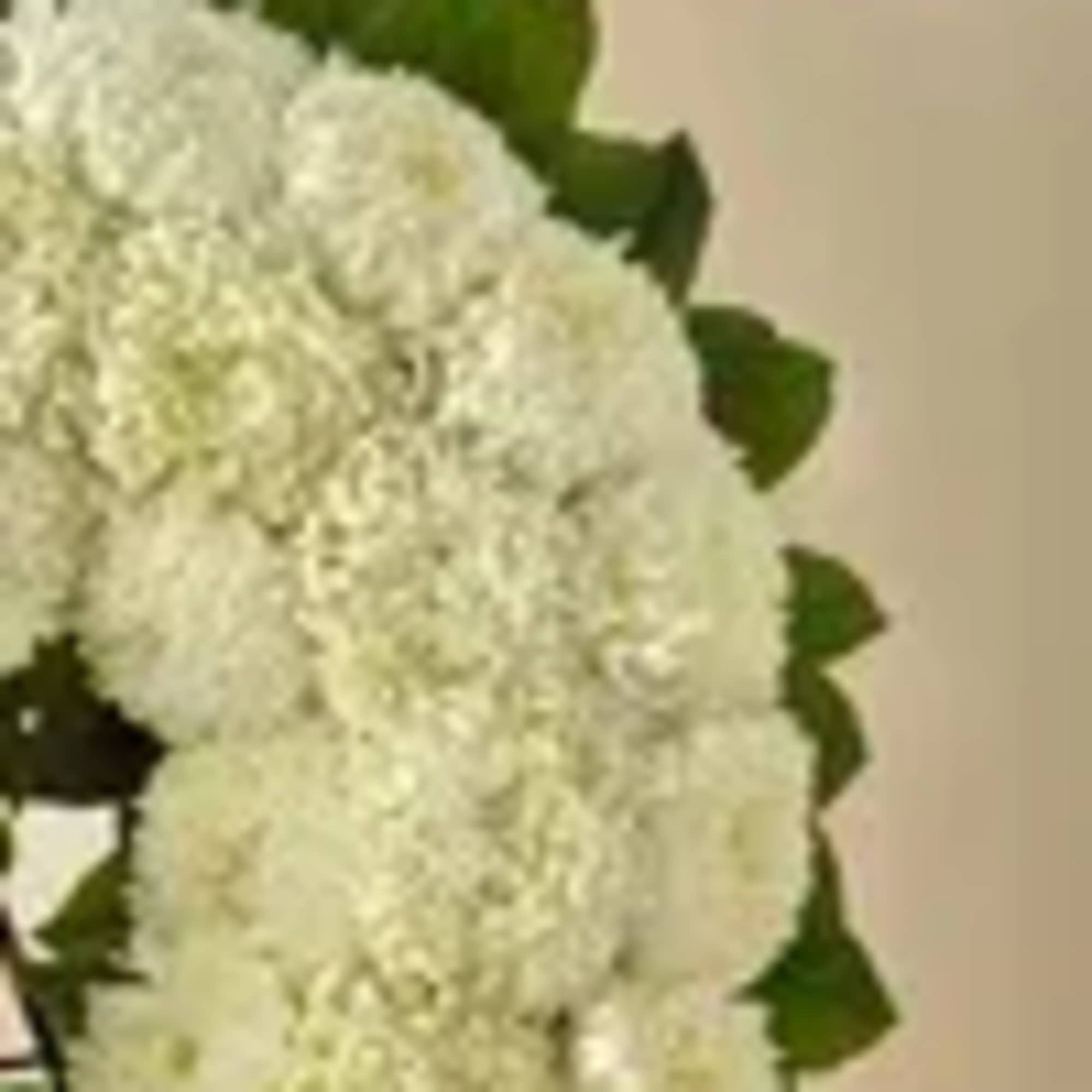 White hydrangea bouquet with green leaves