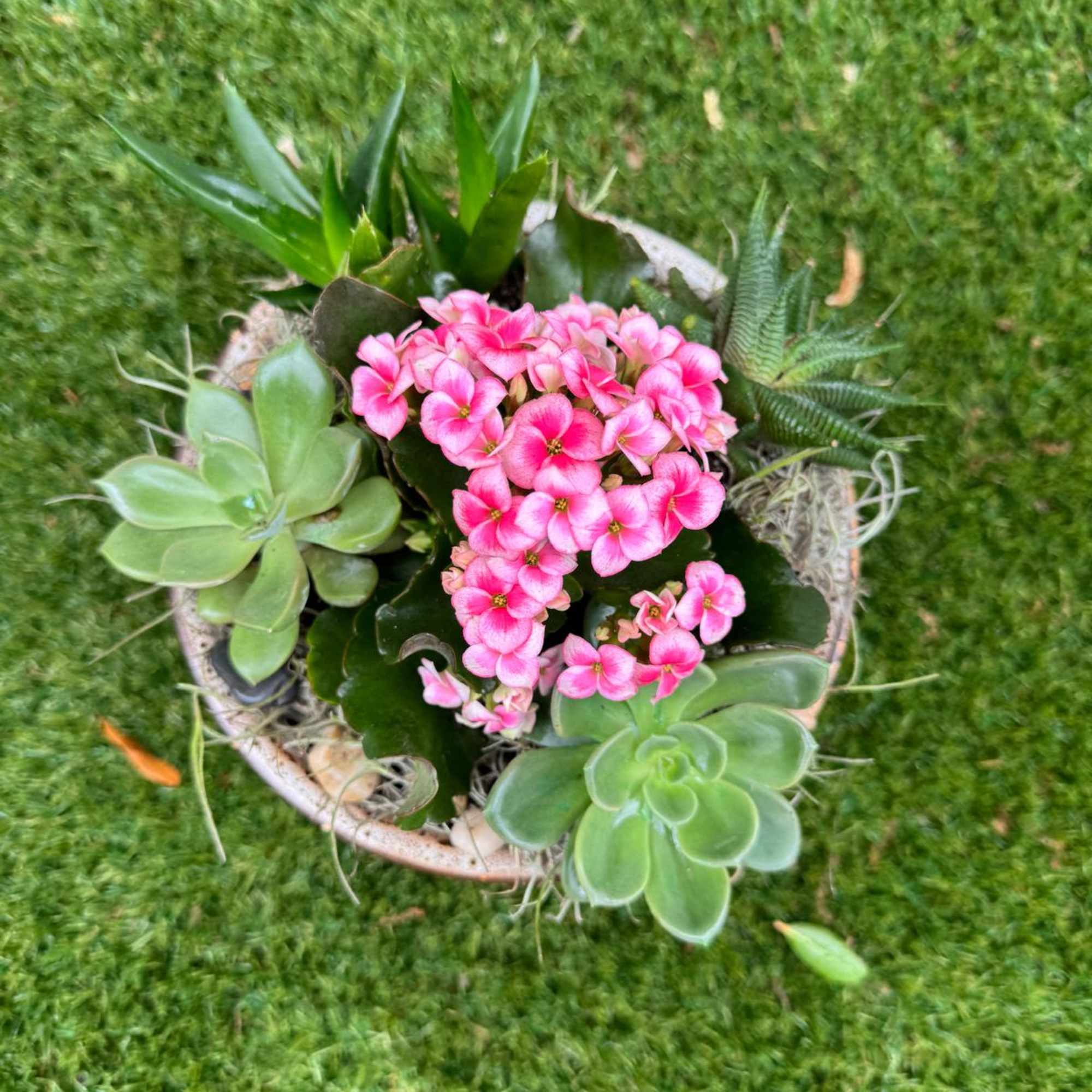 Potted succulent arrangement with pink flowers