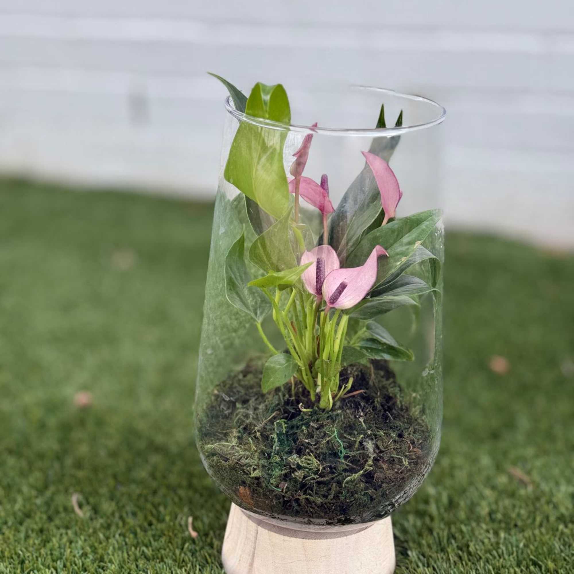 Pink anthurium plant in a clear glass vase on a light wood base