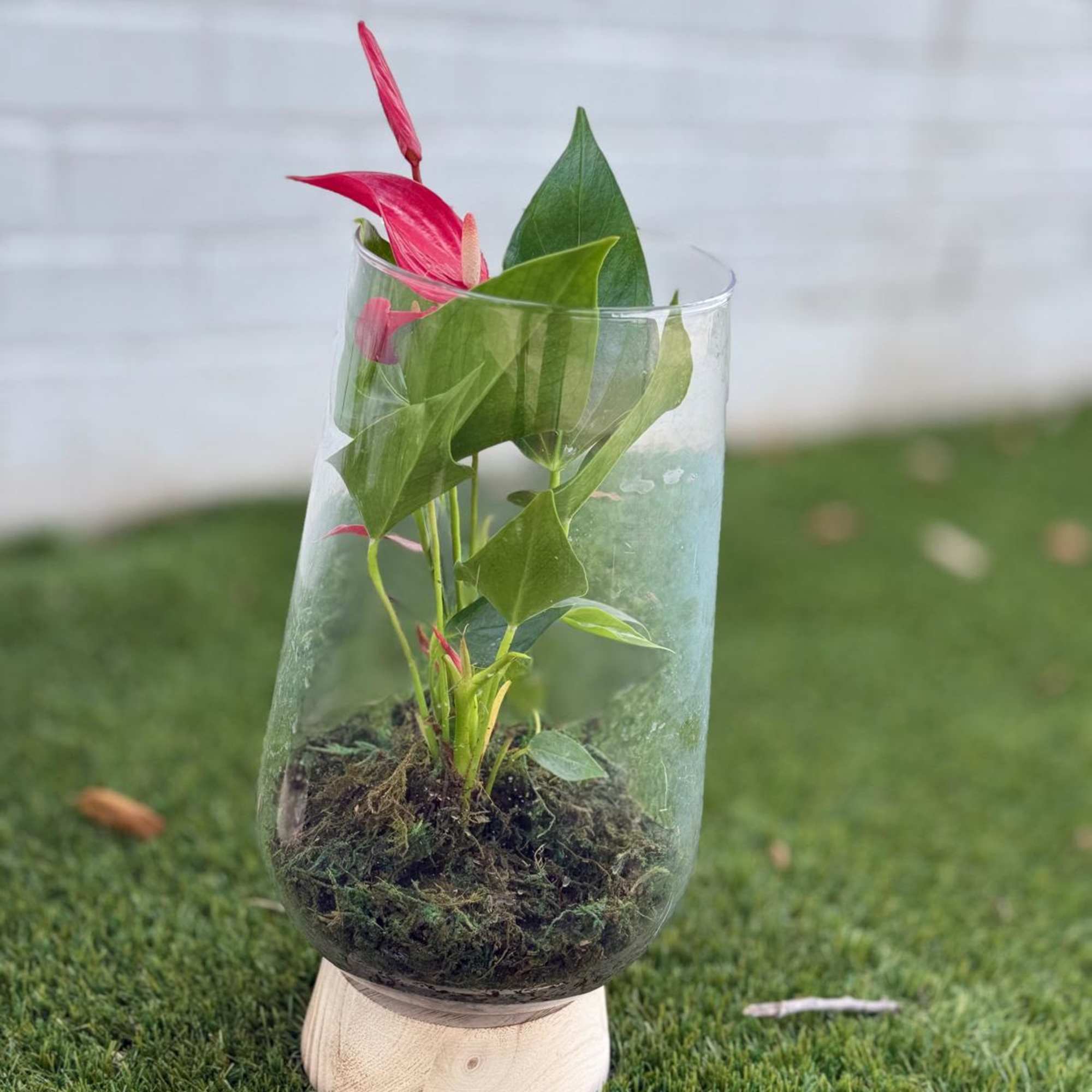 Small potted plant in a clear glass vase on a wooden base