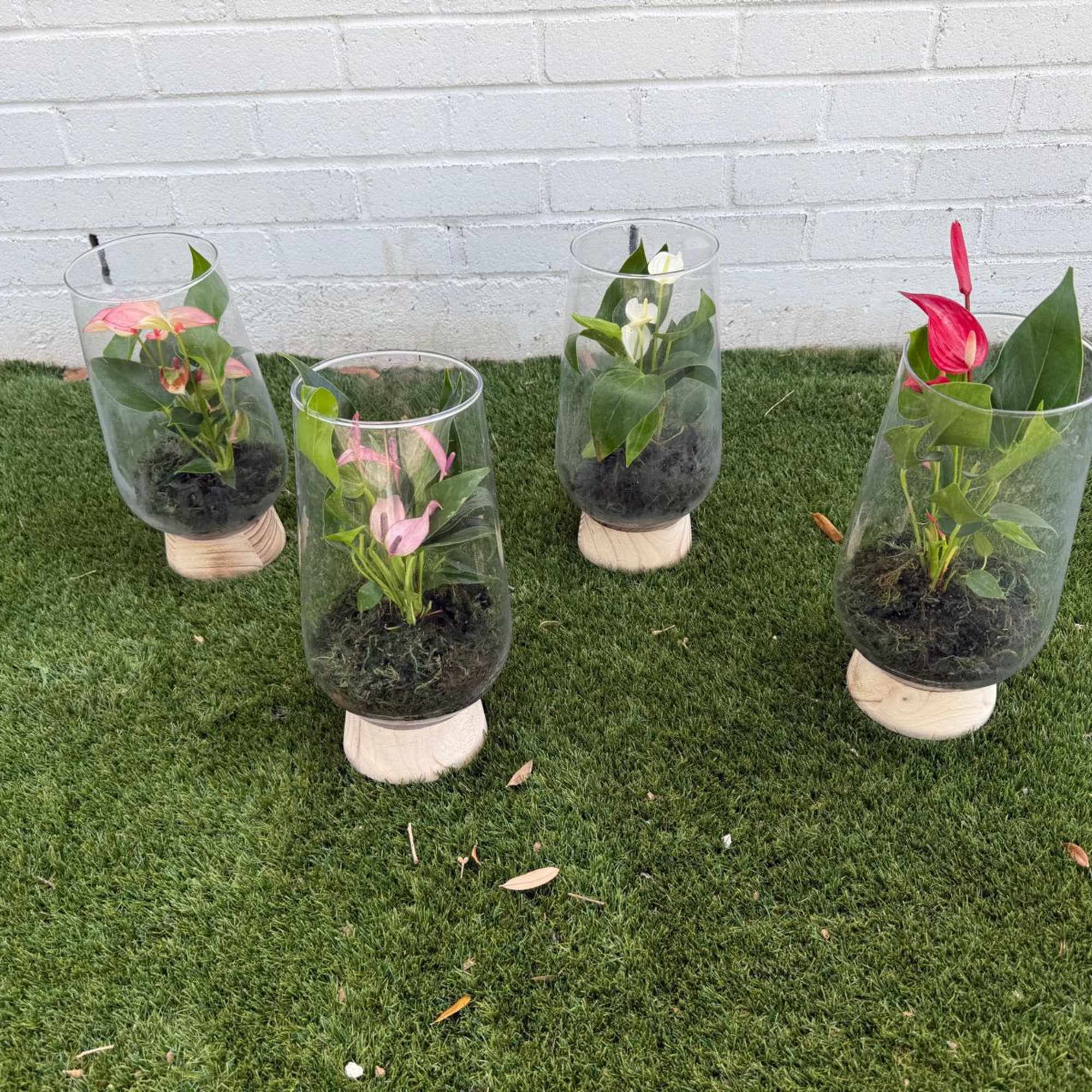 Four anthurium plants in clear glass cylinders with wooden bases