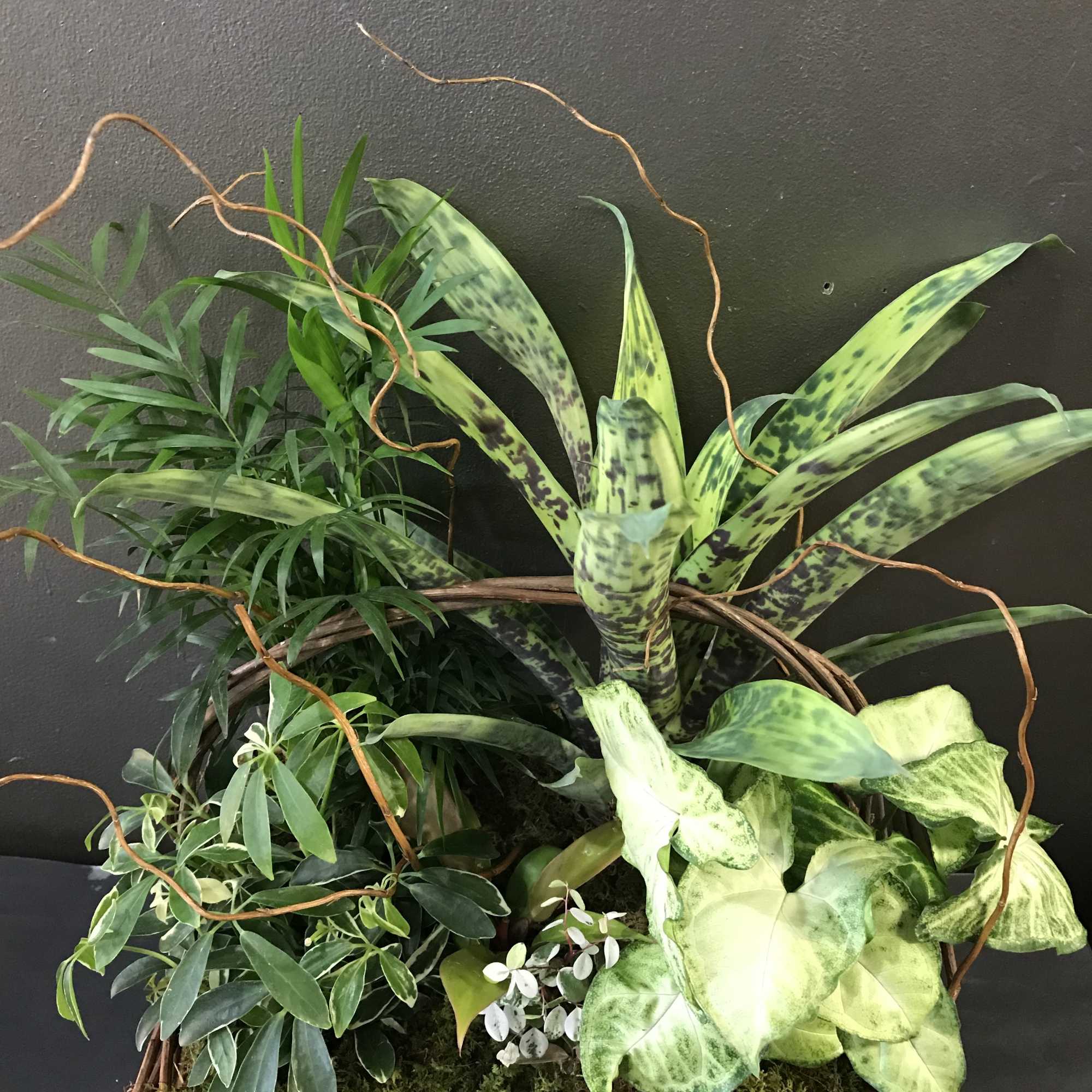 Mixed green plant arrangement in a wicker basket with curly branches
