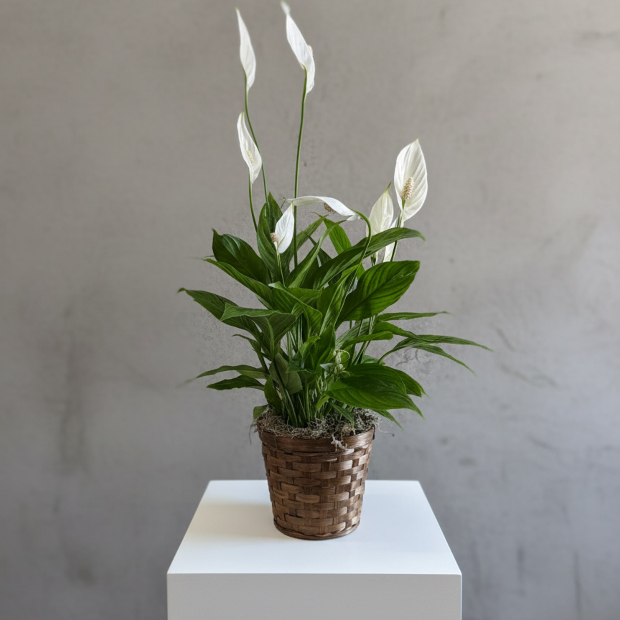 Glossy green foliage topped with clean white spathes gives this small peace