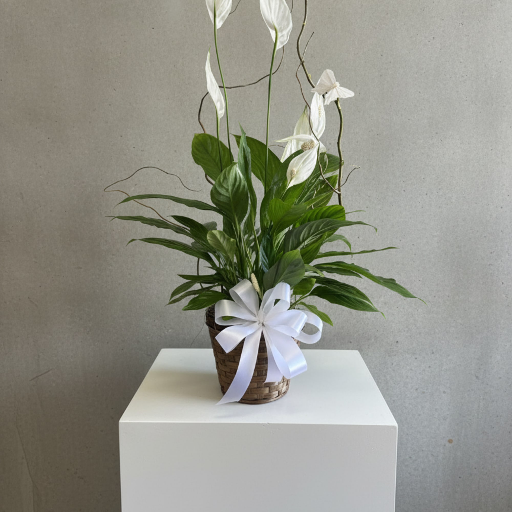 Glossy green foliage topped with clean white spathes gives this small peace