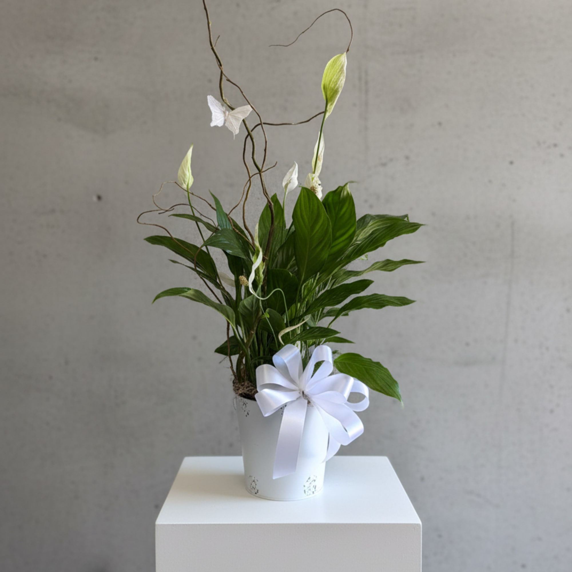 Glossy green foliage topped with clean white spathes gives this small peace