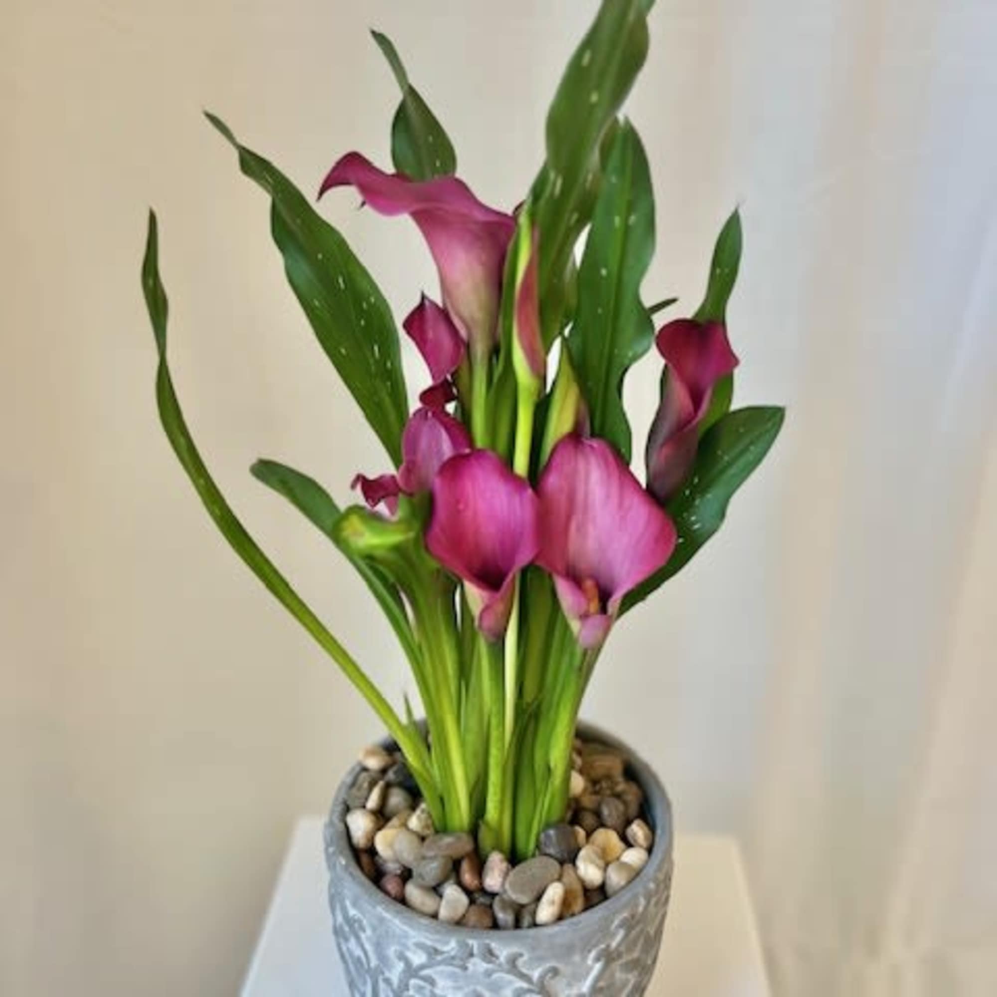 Purple calla lilies in a gray decorative pot with pebbles
