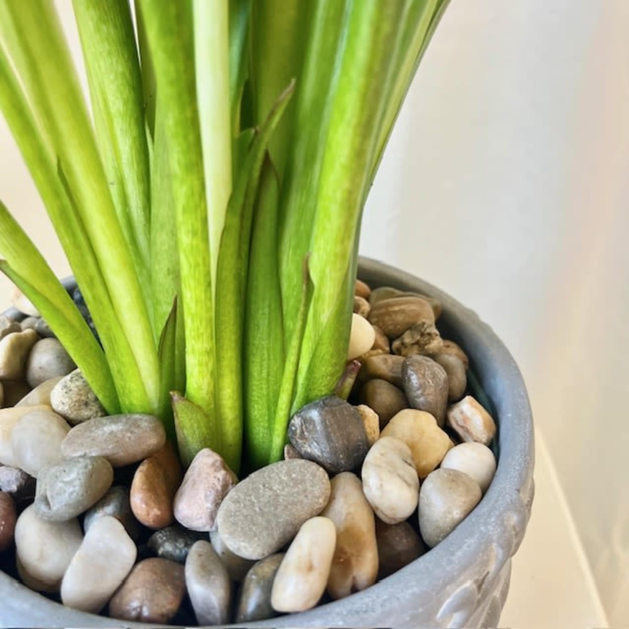Potted plant with tall green leaves in a gray container topped with pebbles