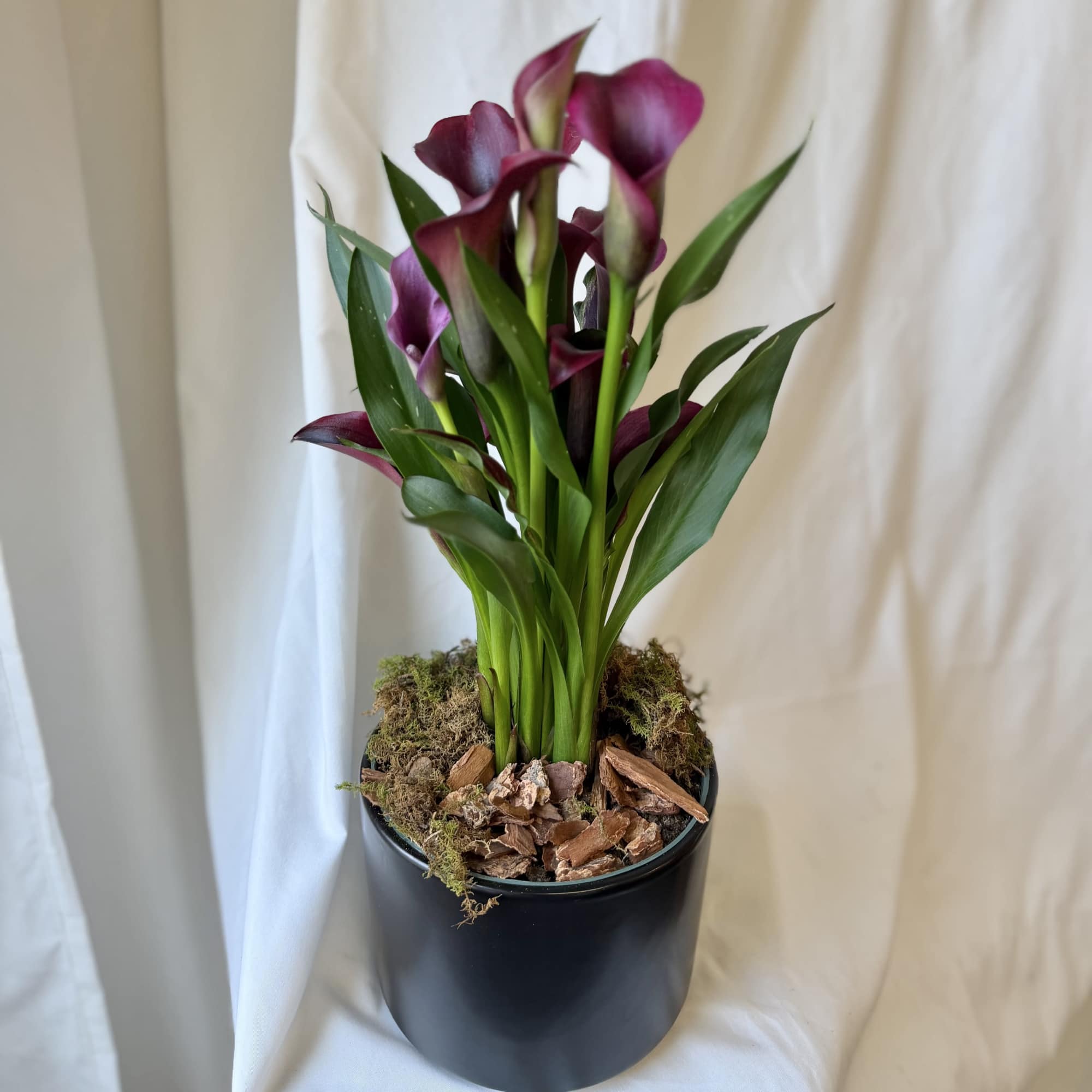 Purple calla lilies in a black pot with moss and bark