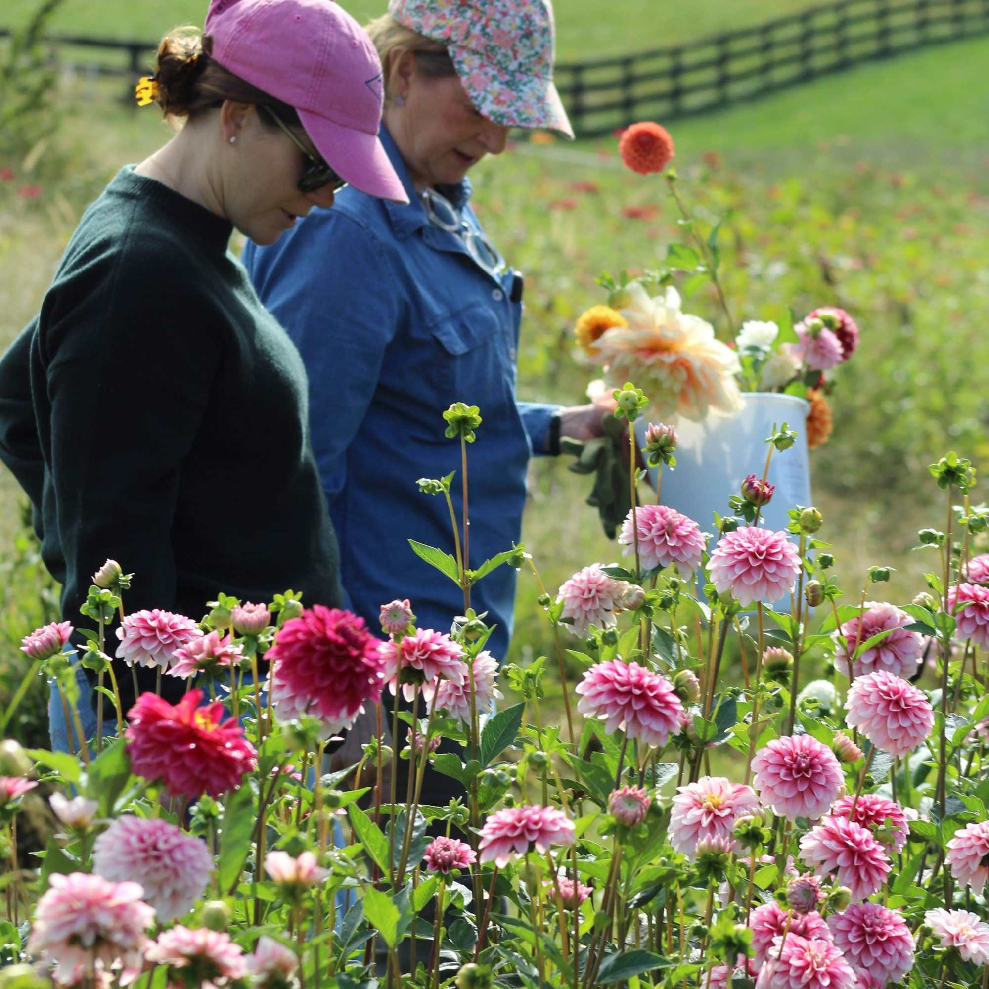 The flower season is underway and the fields are ready for harvesting.