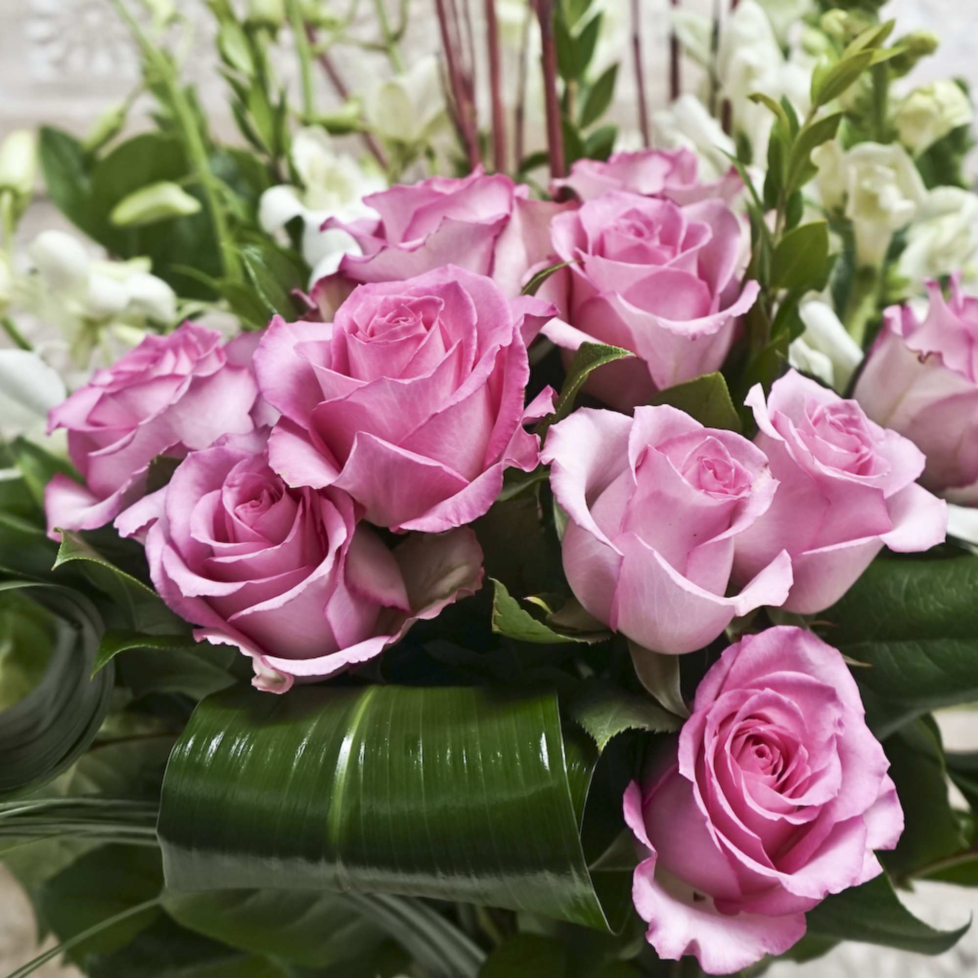 Bouquet of pink roses with glossy green leaves