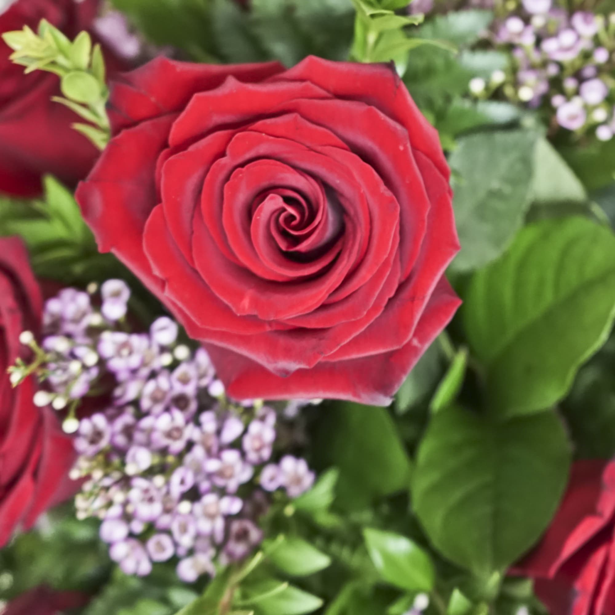 Close-up of red roses with small lavender filler flowers