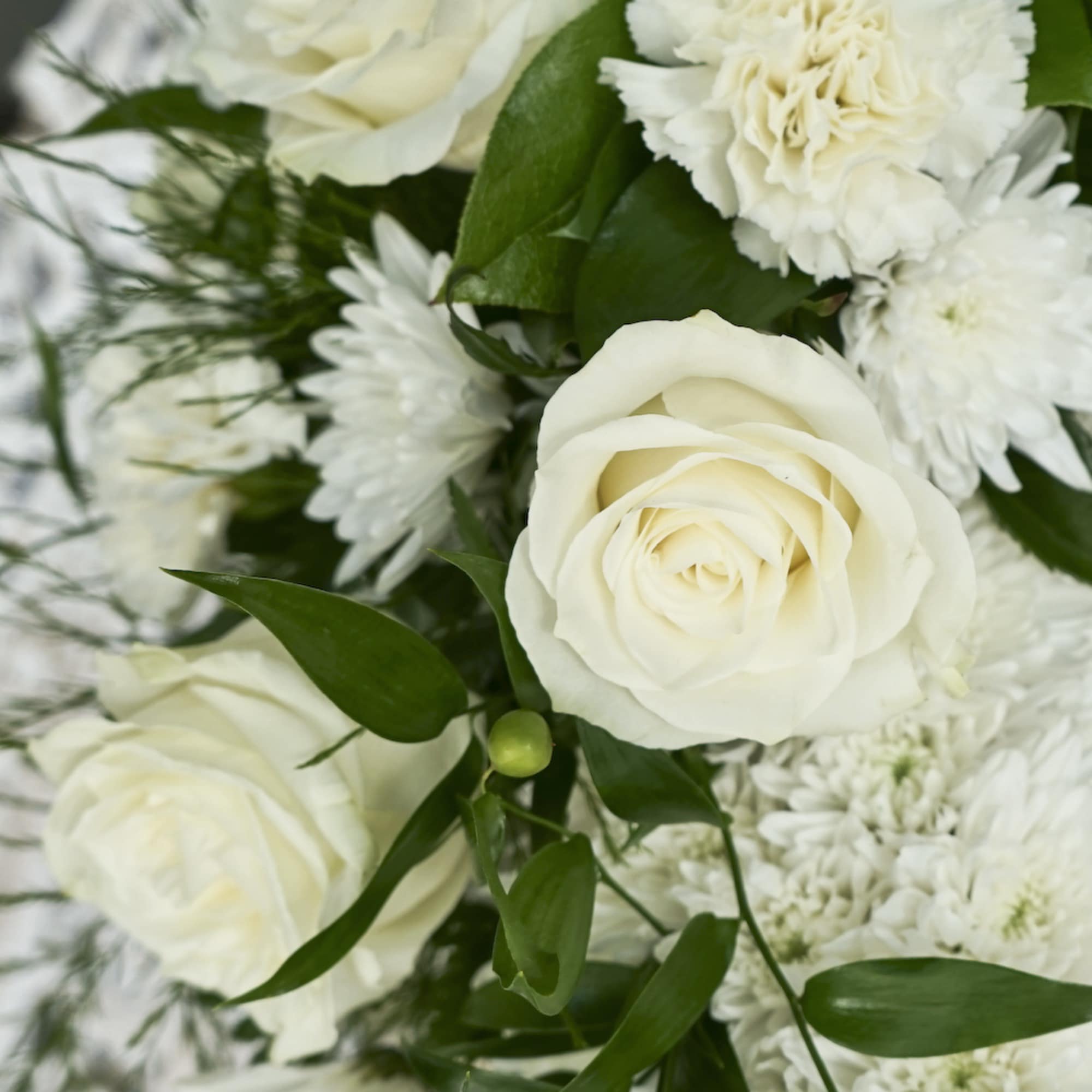 White roses and white daisies with green foliage in a close-up bouquet