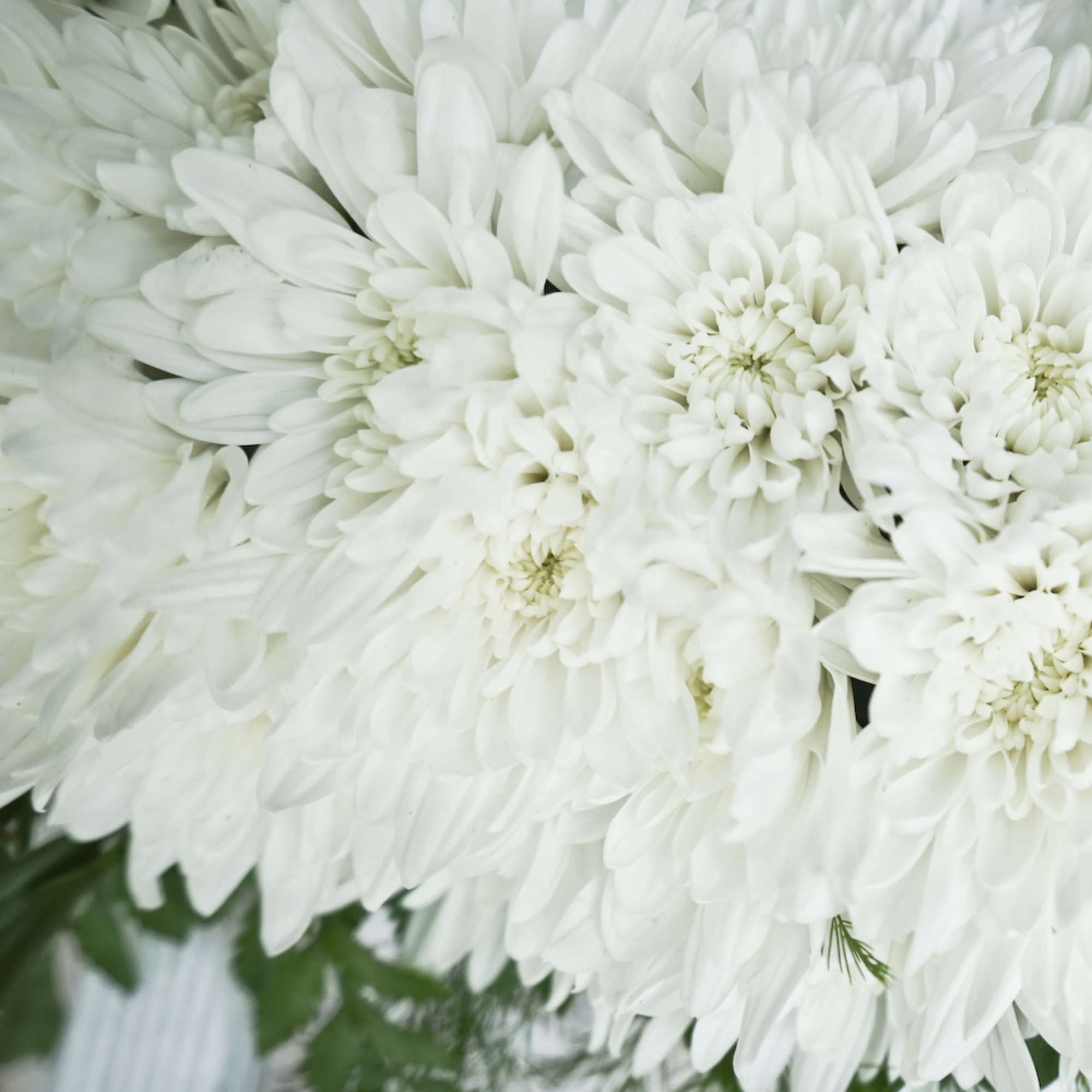 Close-up of white chrysanthemum blooms