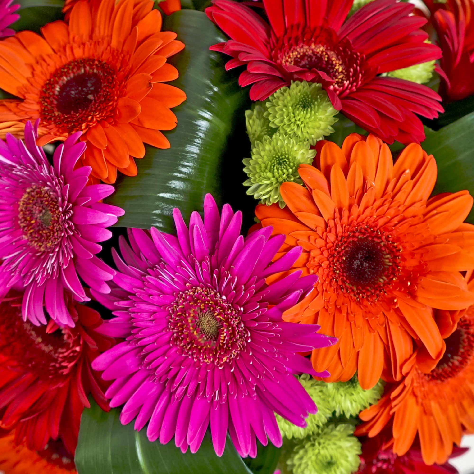 Bright gerbera daisies in orange, pink, and red with green button mums