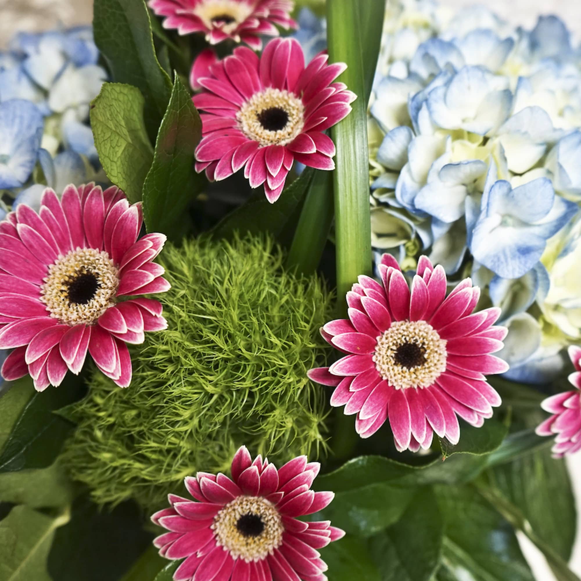 Pink gerbera daisies with blue hydrangeas and green foliage